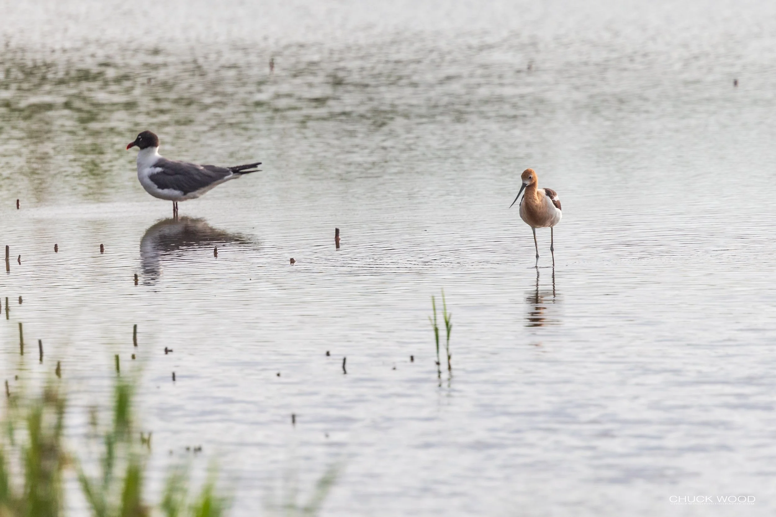  Forsythe NWR, NJ 2020 