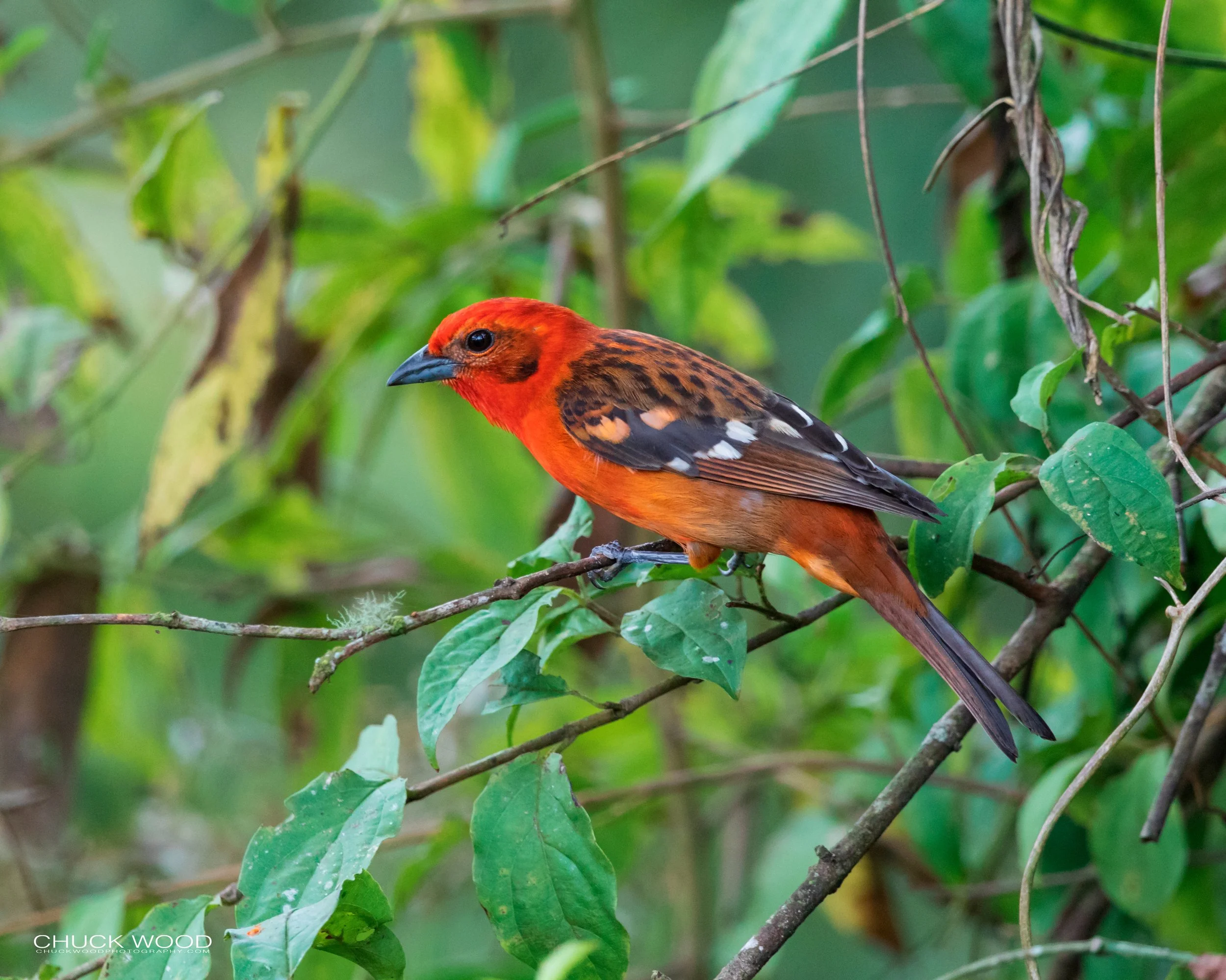  Bosque Del Tolomunco, Costa Rica 2020 