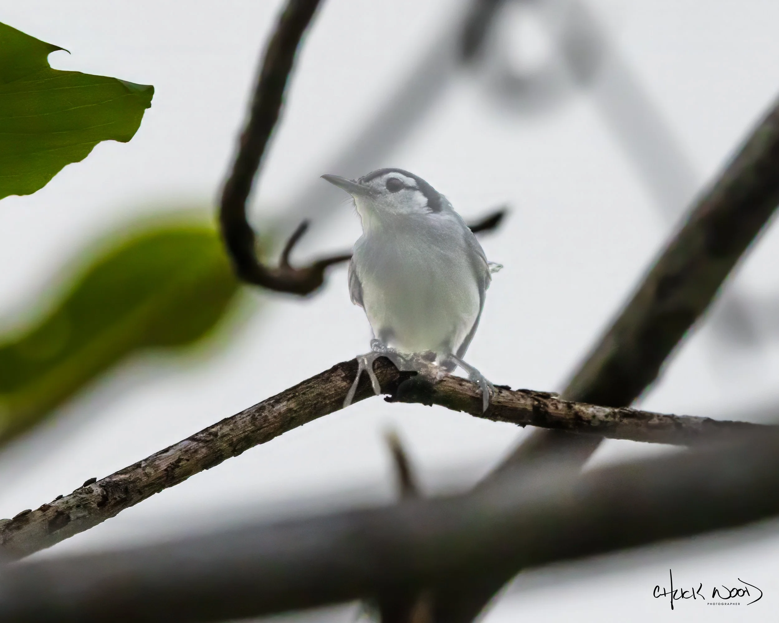  Osa Peninsula, Costa Rica 2022 