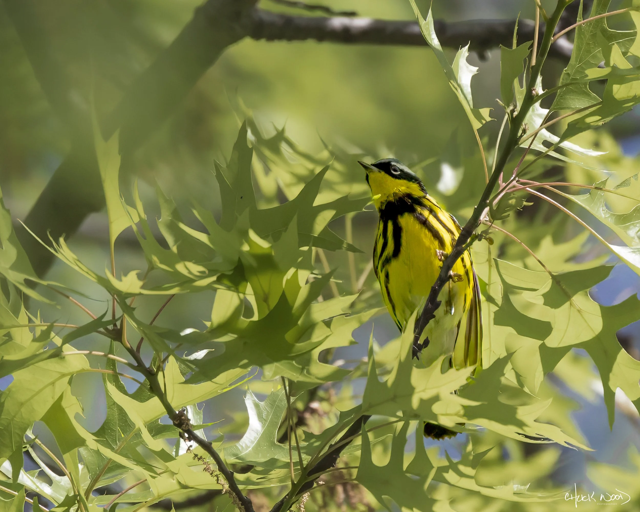  Central Park NYC, 2019 