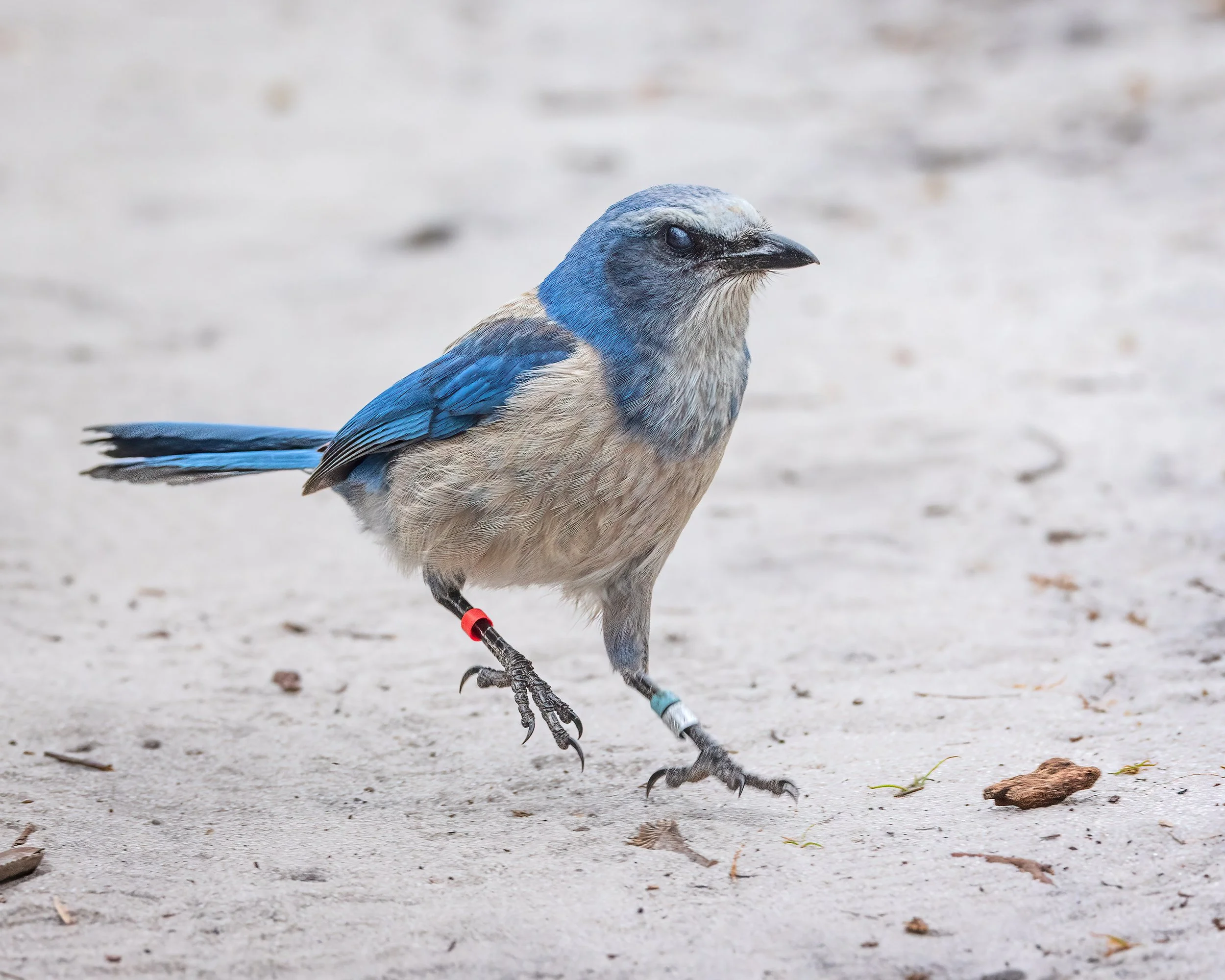  Cruickshank Sanctuary, FL 2023 