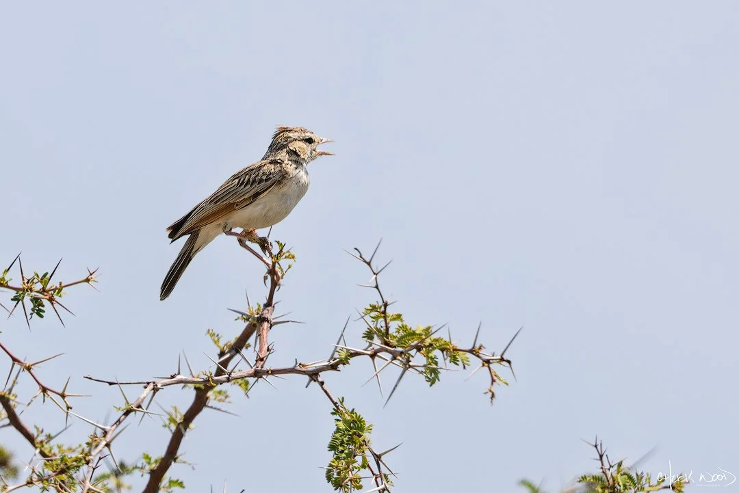  Makgadikgadi, Botswana 2024 