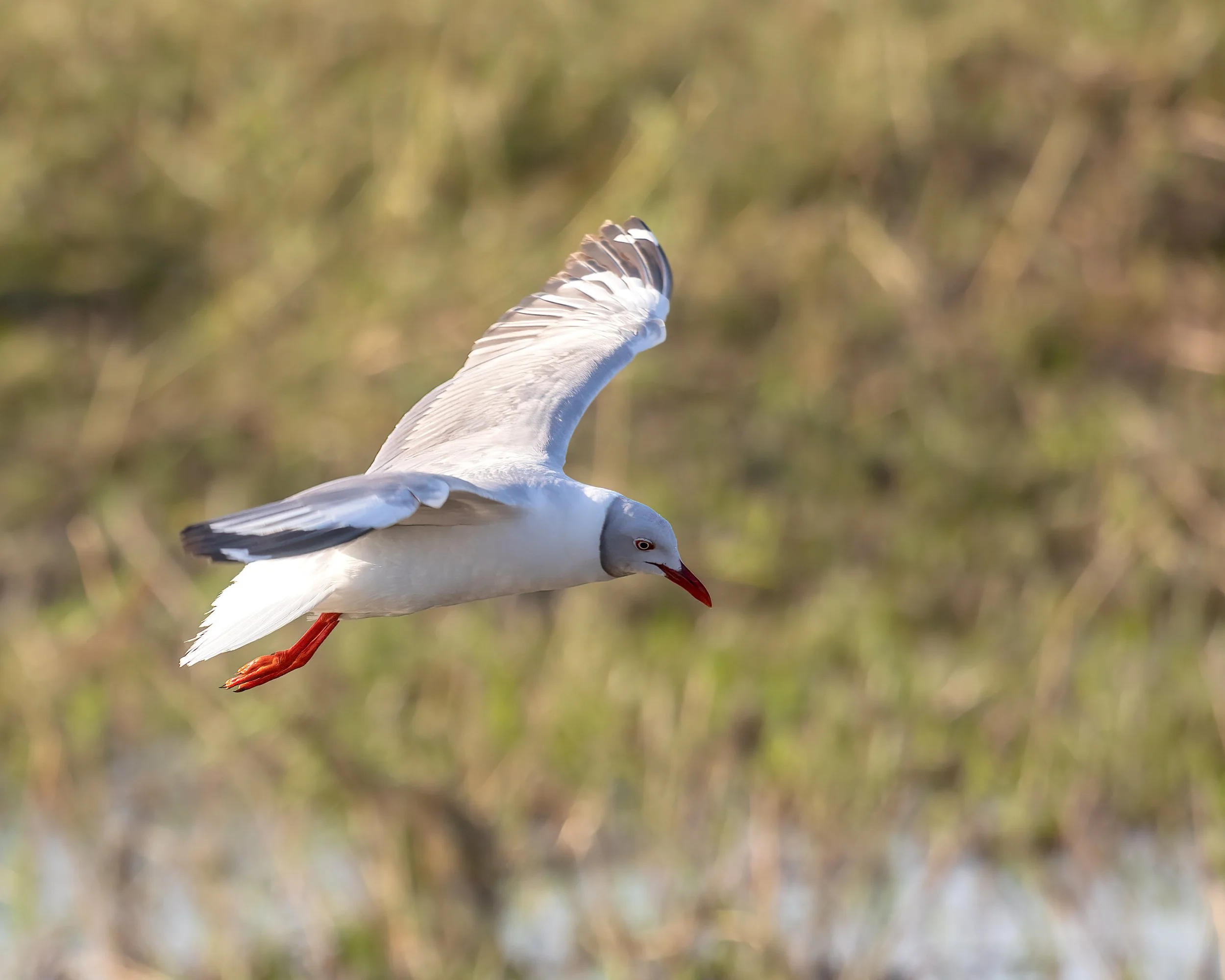 Chobe Riverfront, Botswana 2023 