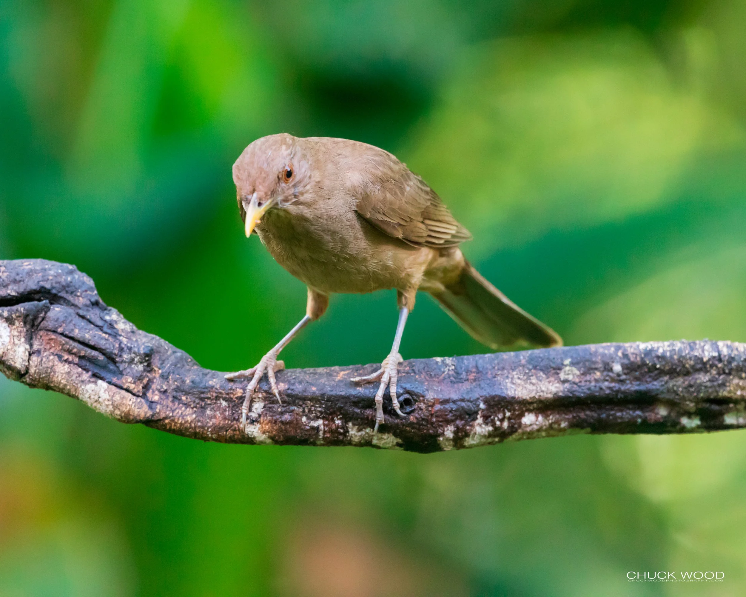  Ranco Naturalista, Costa Rica 2020 