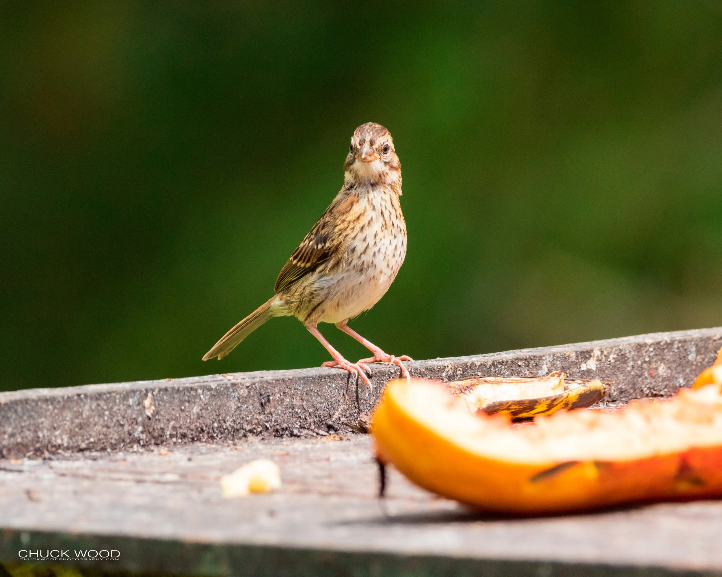 Bosque Del Tolomunco, Costa Rica 2020