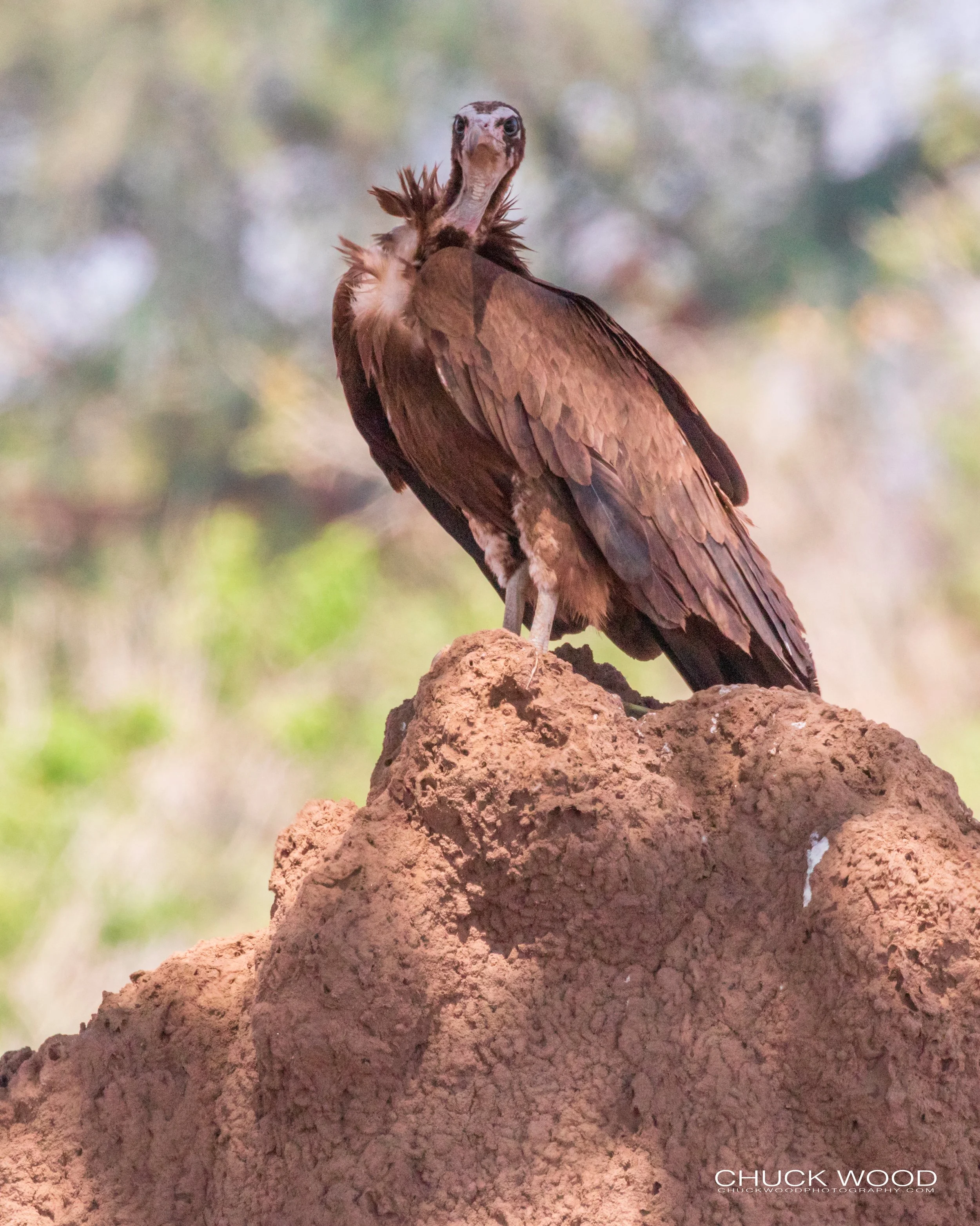 Mana Pools, Zimbabwe 2019 