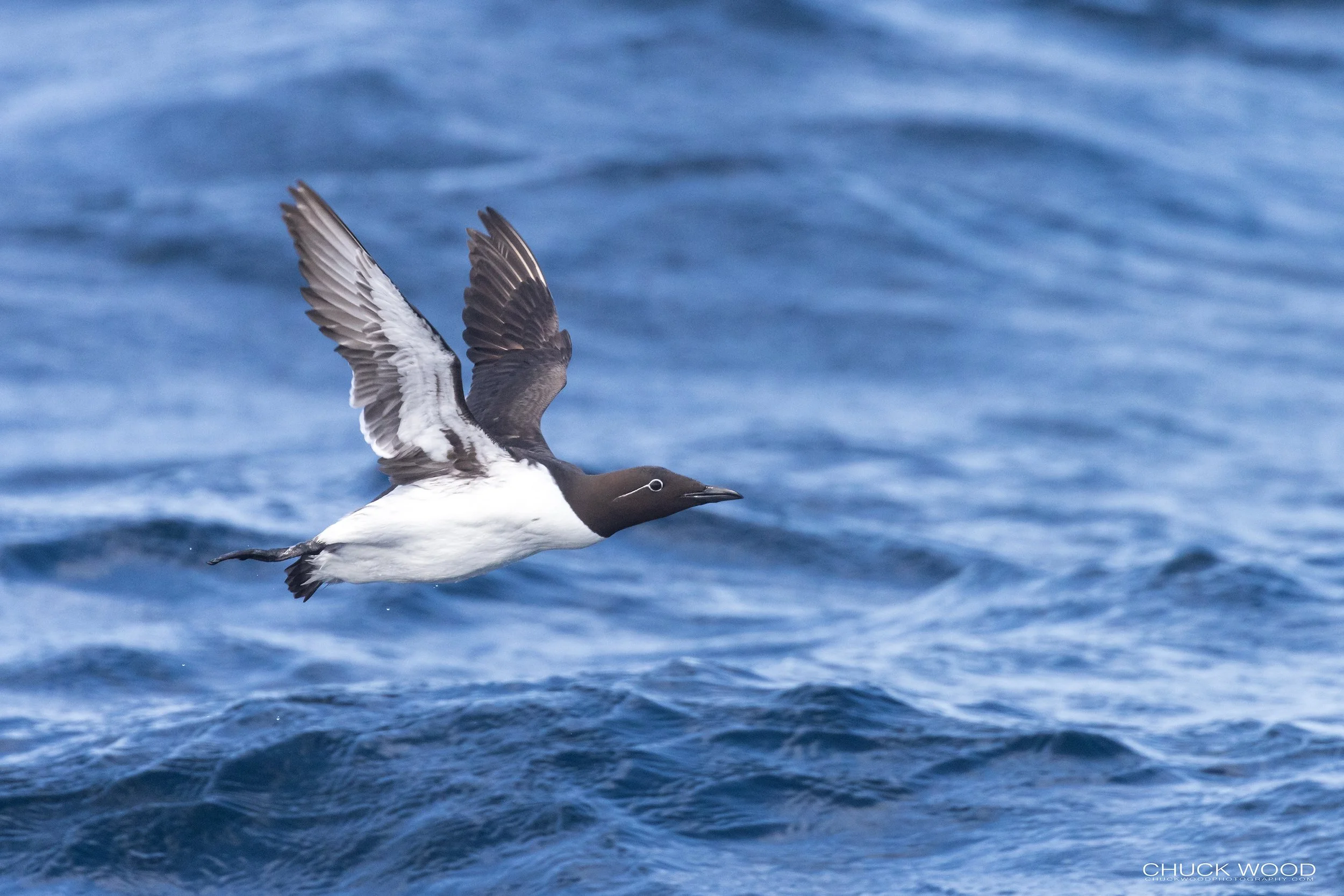   Williston NWR, NL 2022 