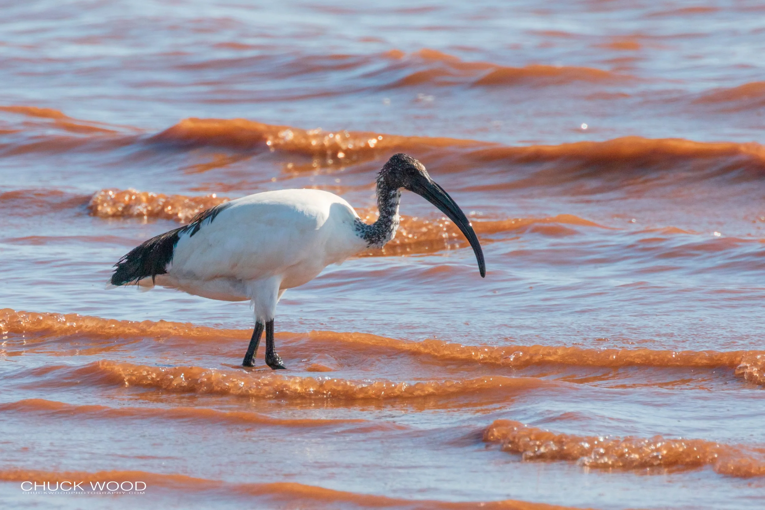  Lake Kariba, Zimbabwe 2019 