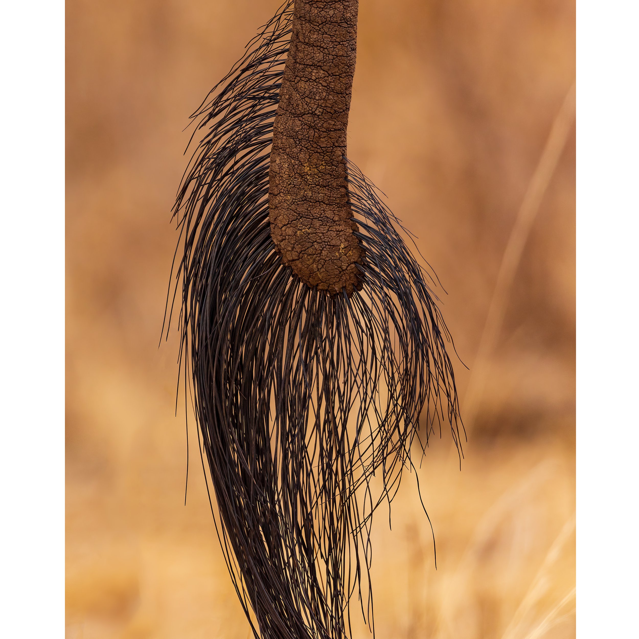 Elephant-Tail-Tarangire-2021-square.jpg
