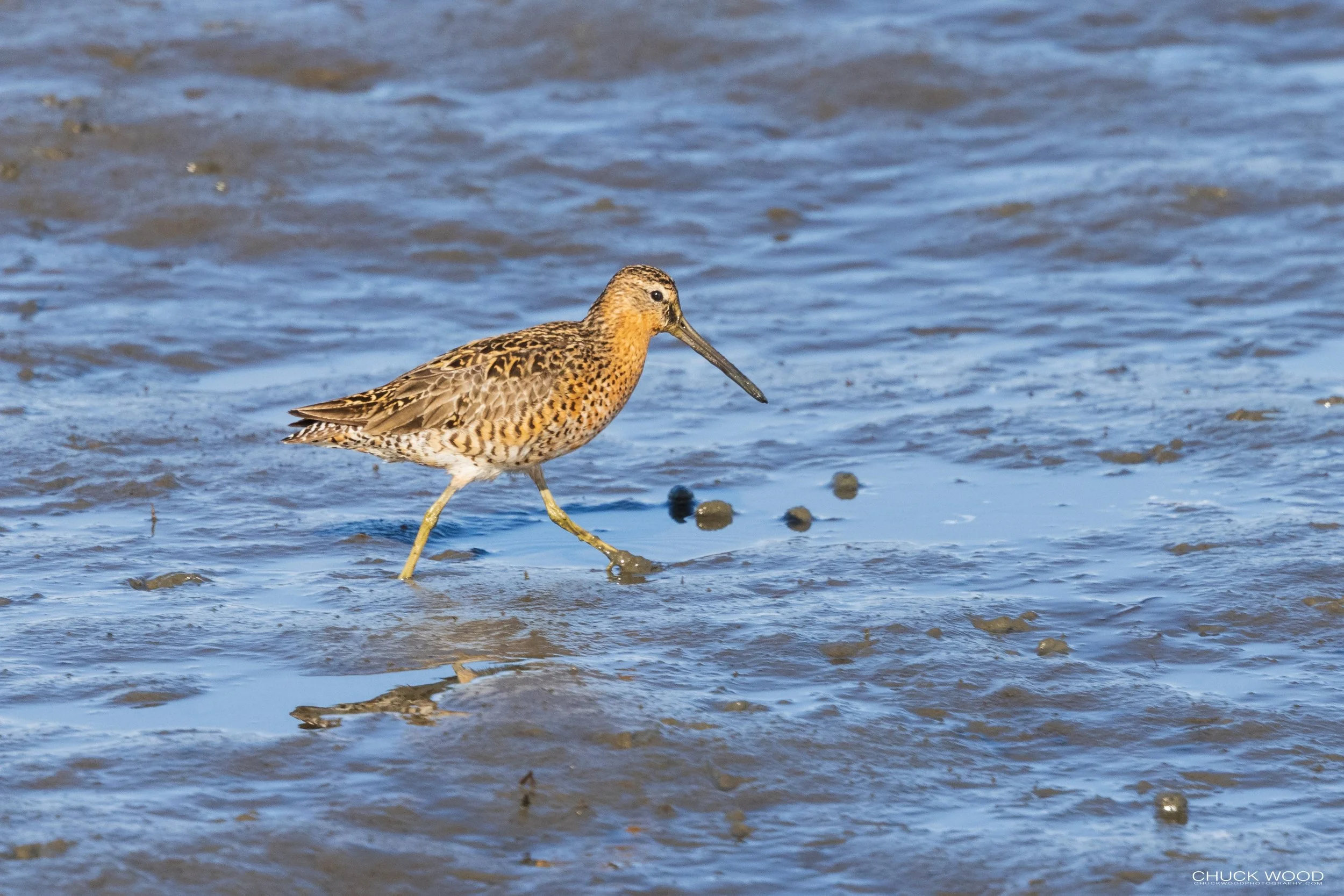  Forsythe NWR, NJ 2021 