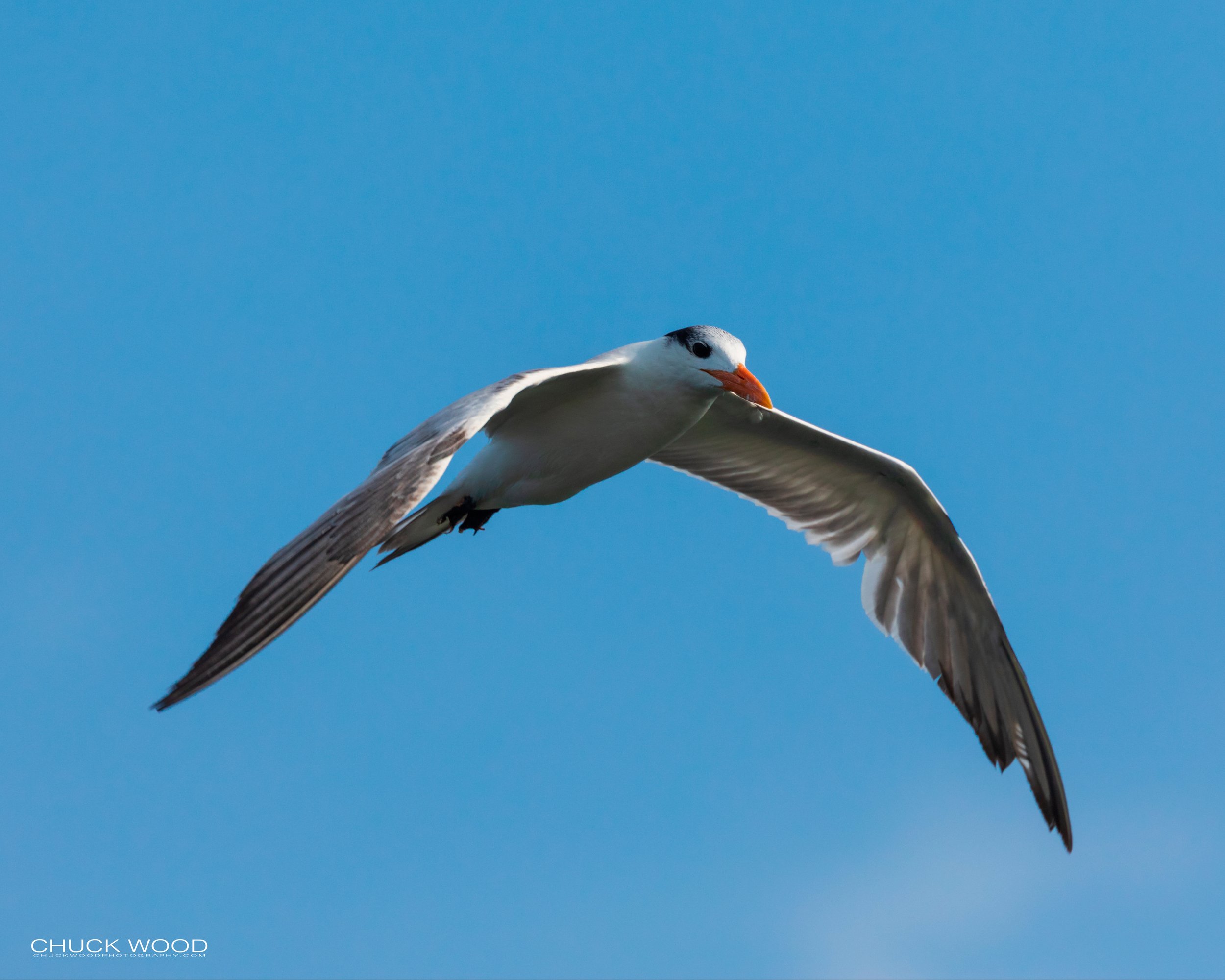  Sebastian Inlet, FL 2019 