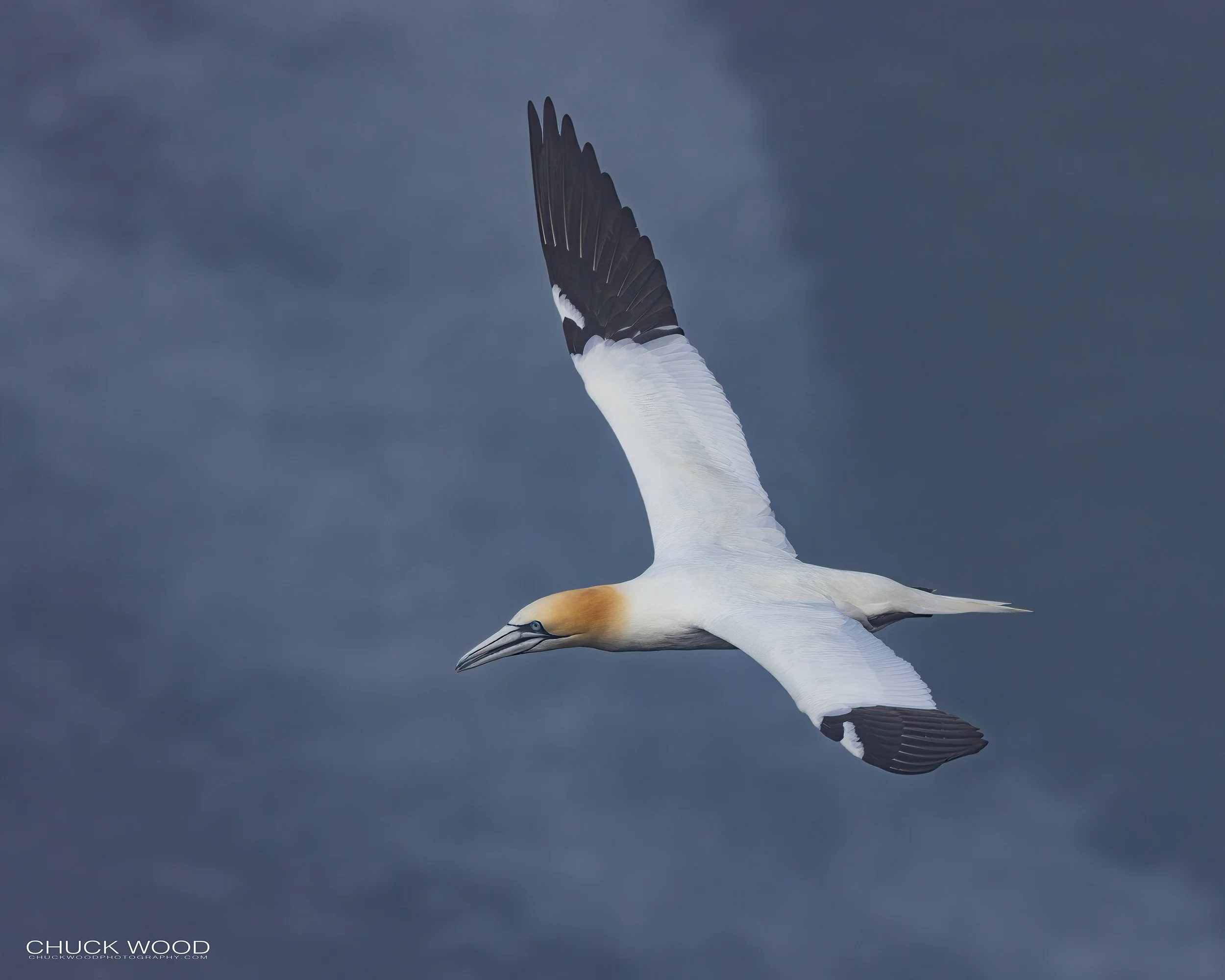  Cape St. Marys, NL 2022 