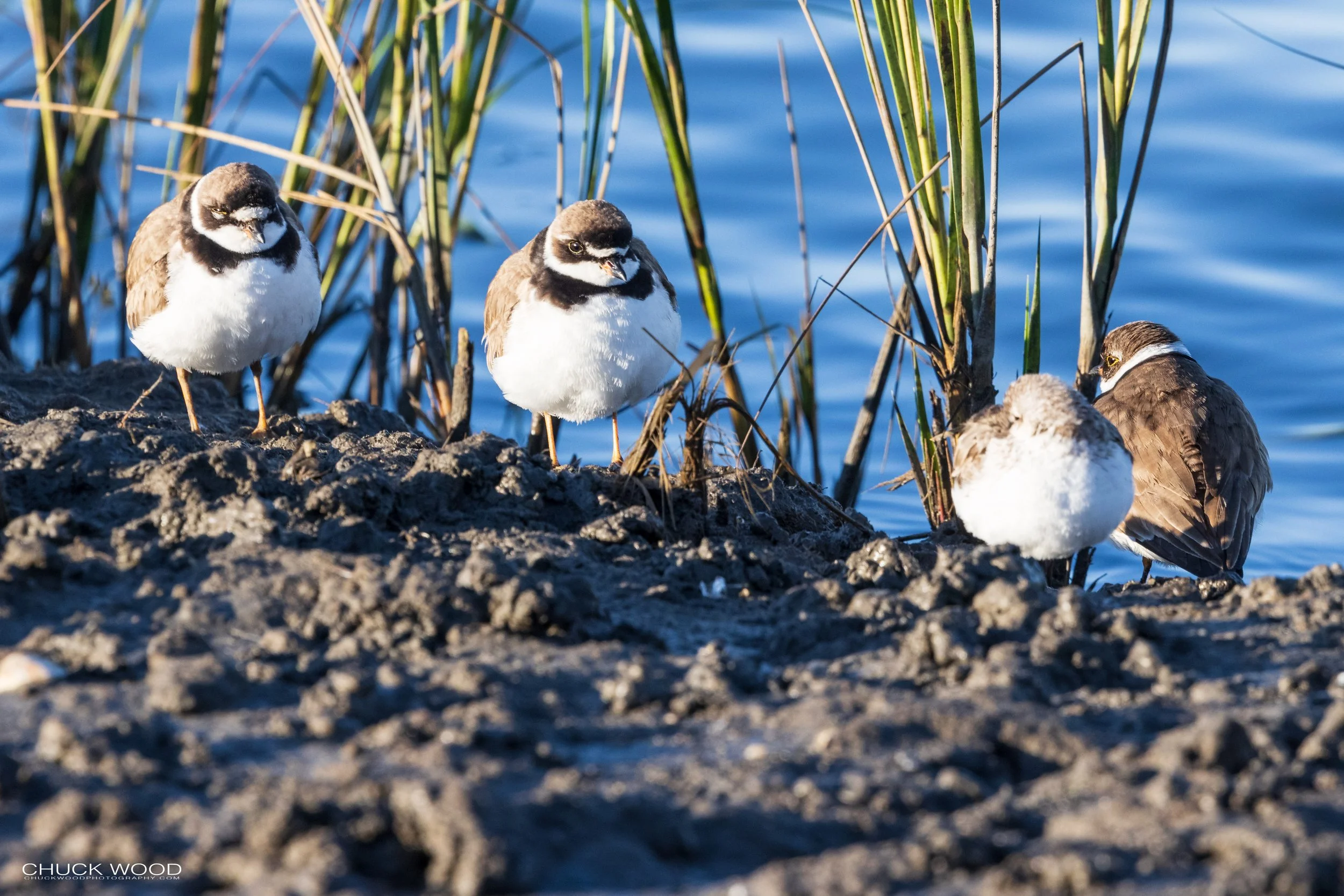  Forsythe NWR, NJ 2021 