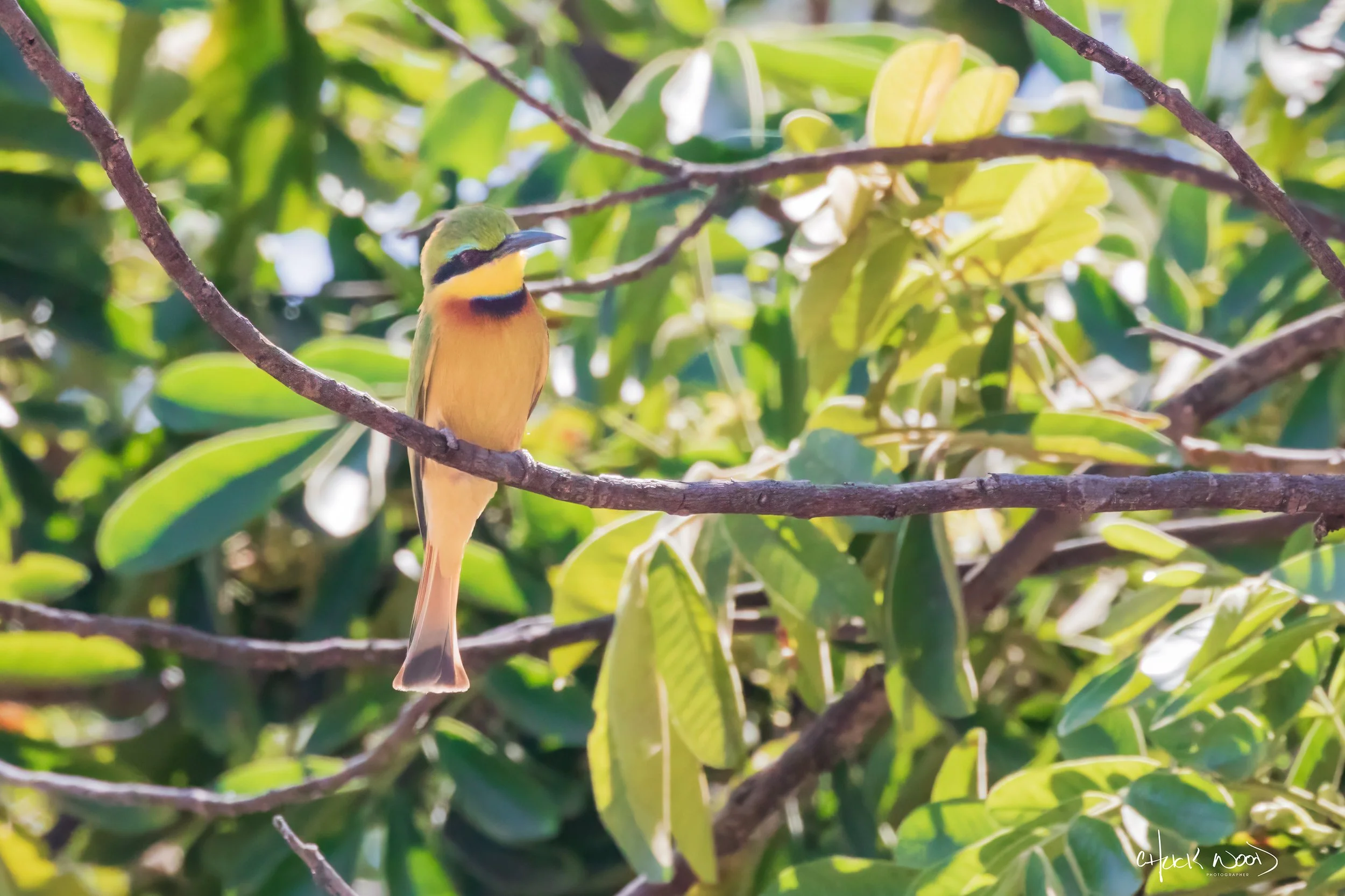 Little-Bee-eater-20190910-Mana-01-3000-sig.jpg