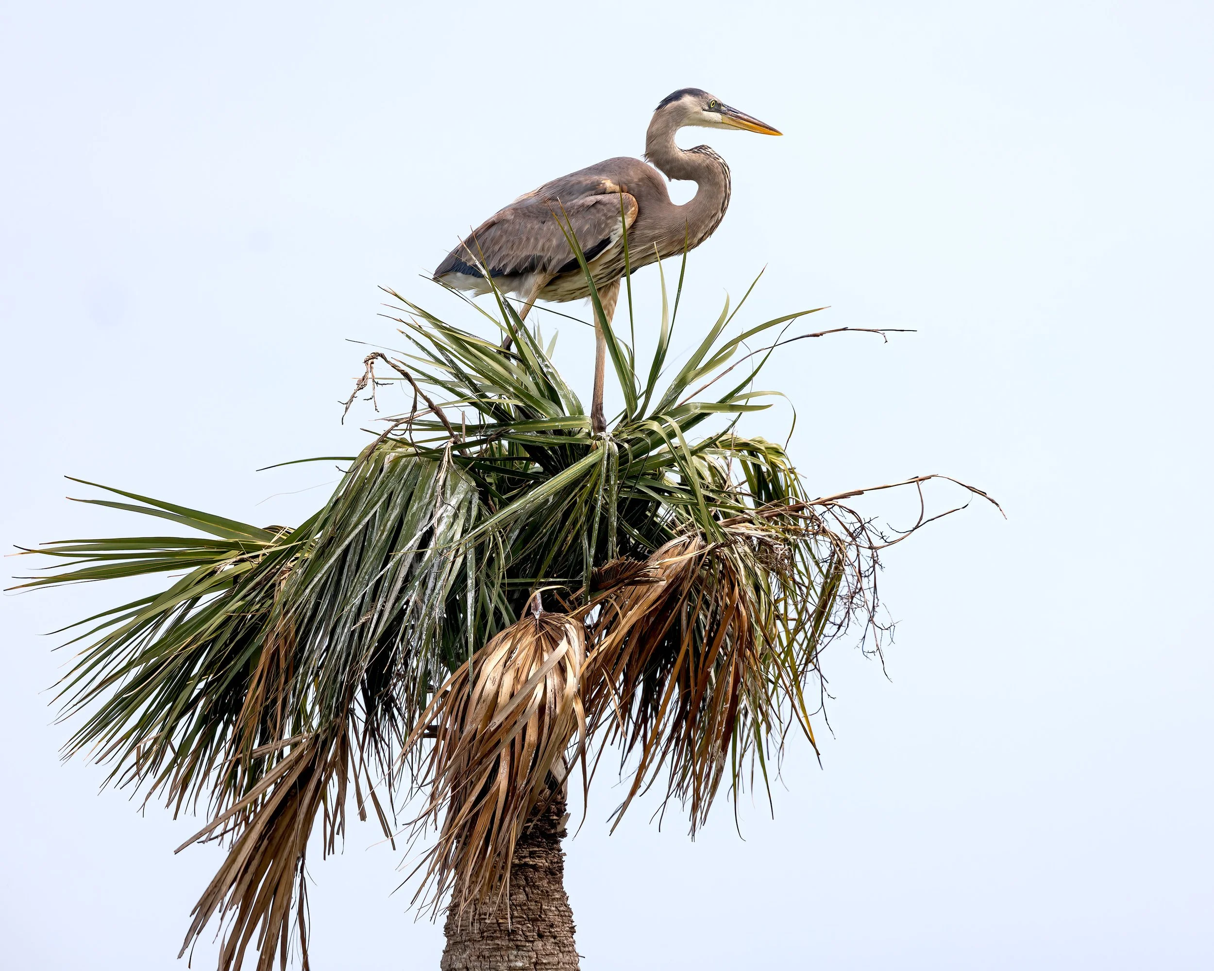  Viera Wetlands, FL 2023 