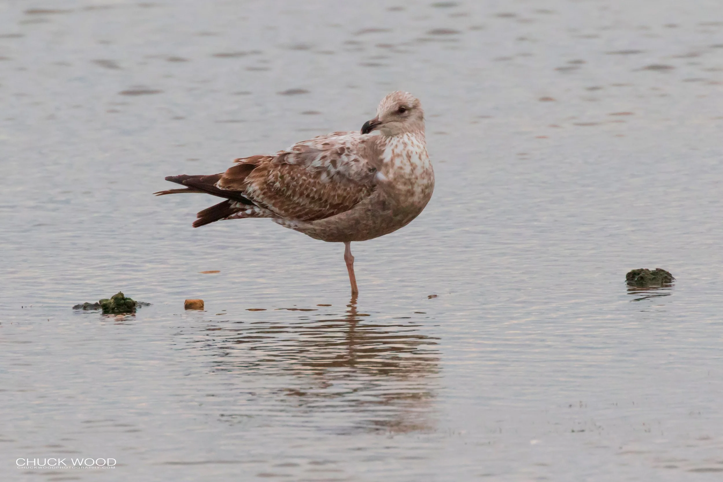  Forsyth NWR, NJ 2019 