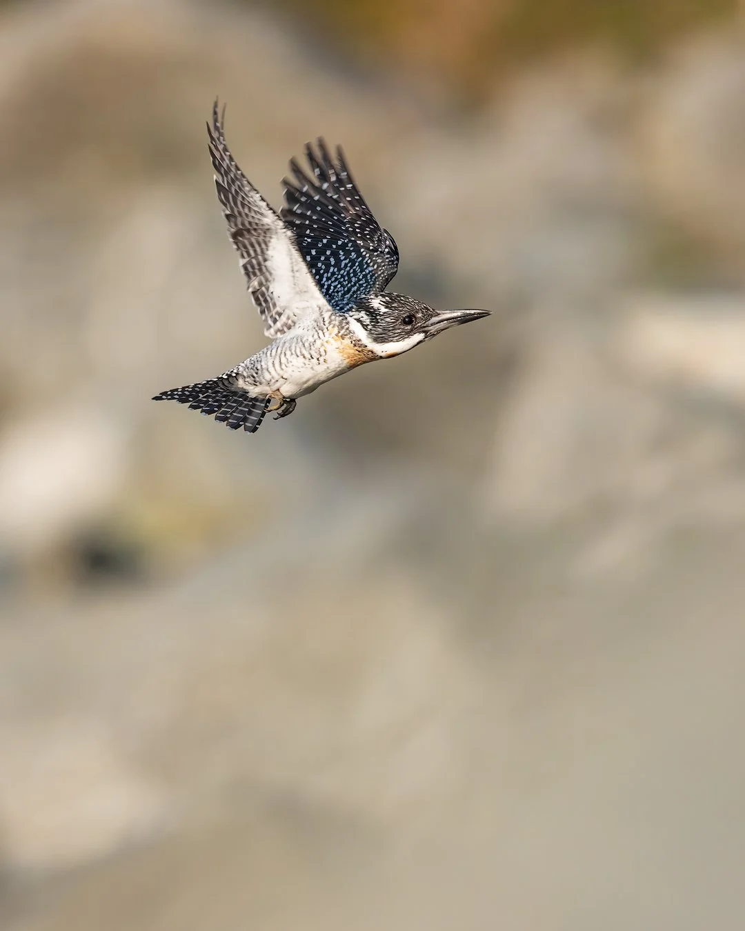 CW00386-Crested-Kingfisher-Bhimtal-2025-1080.jpg