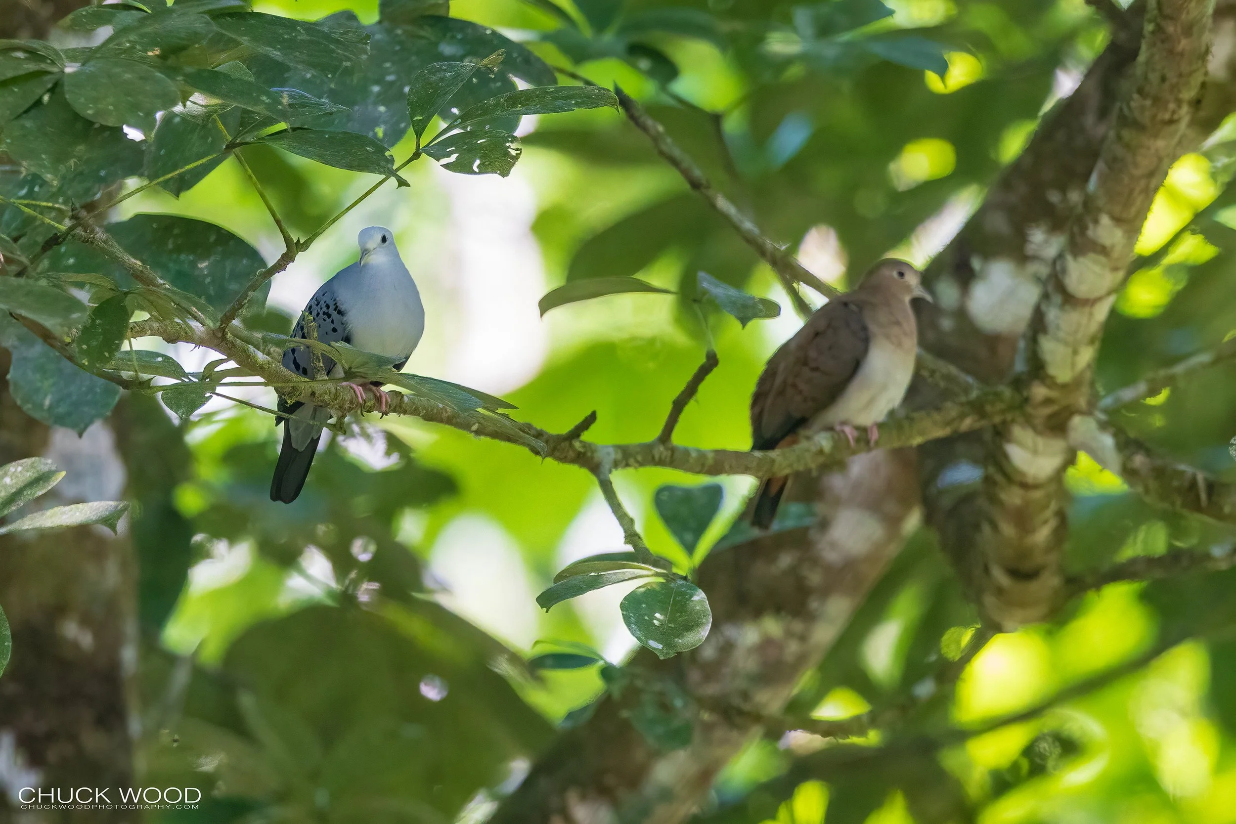  Macaw Lodge, Costa Rica 2023 