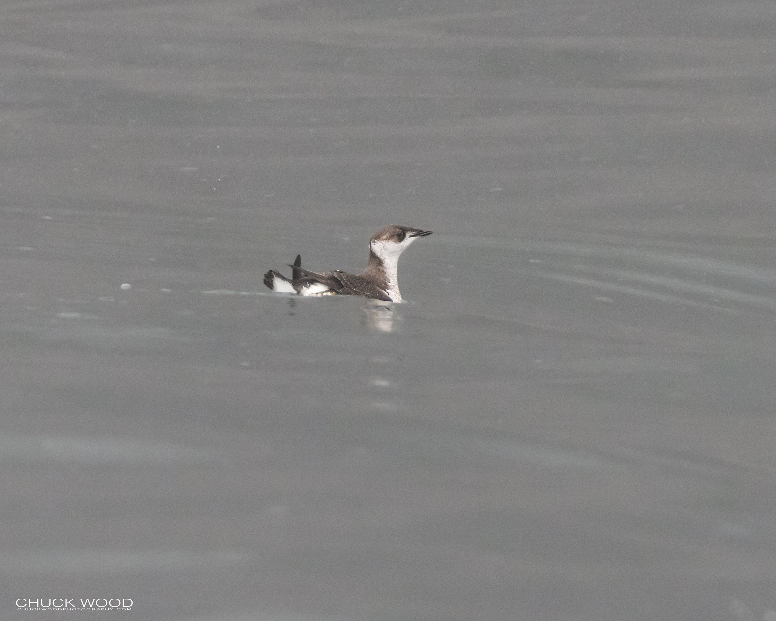   Resurection Bay, AK 2022 