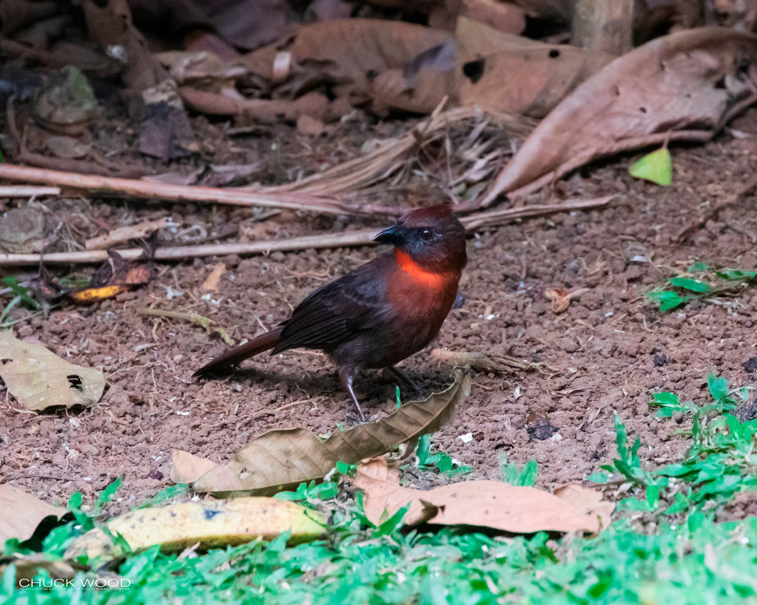  Rancho Naturalista, Cost Rica 2020 