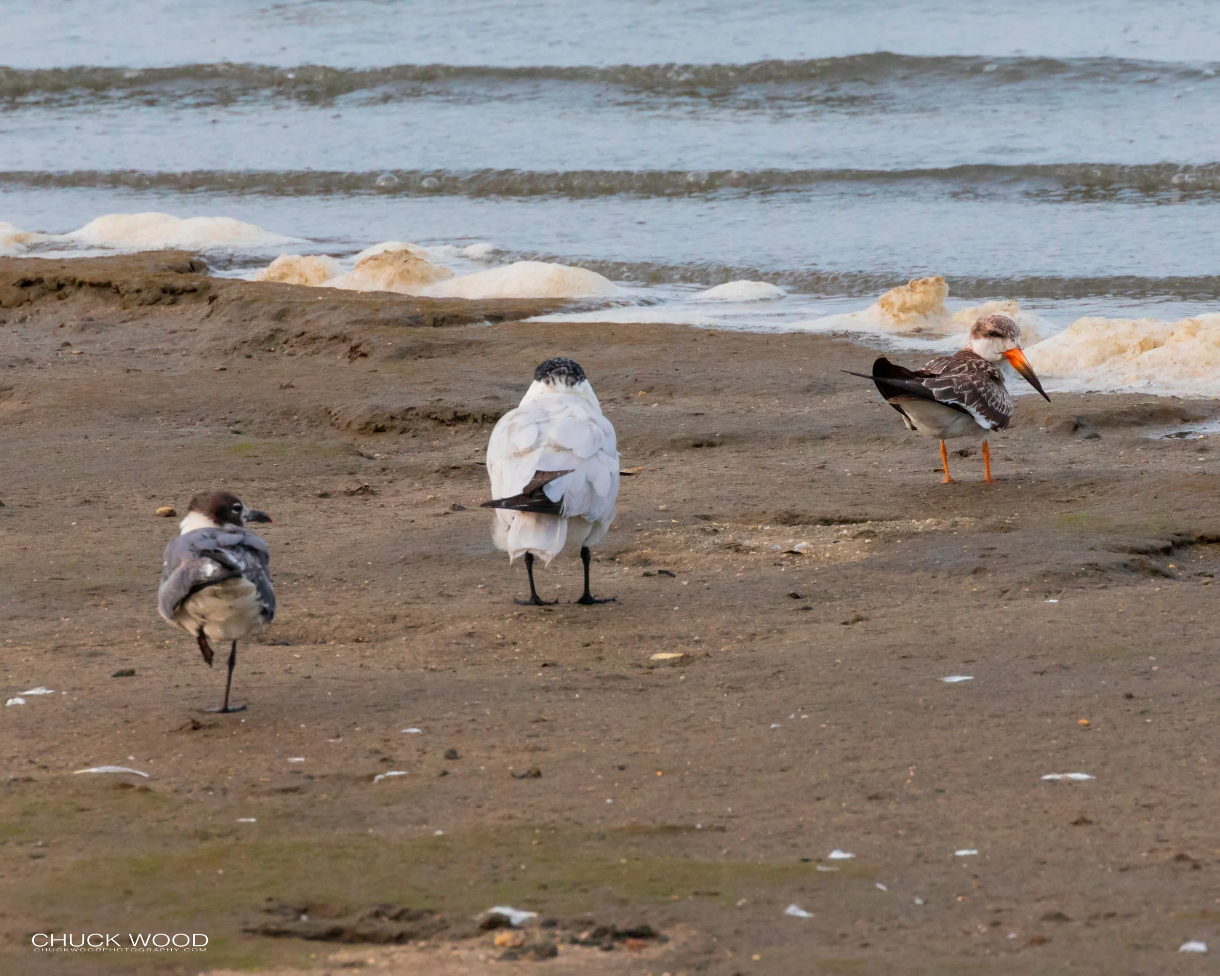  Forsythe NWR, NJ 2019 