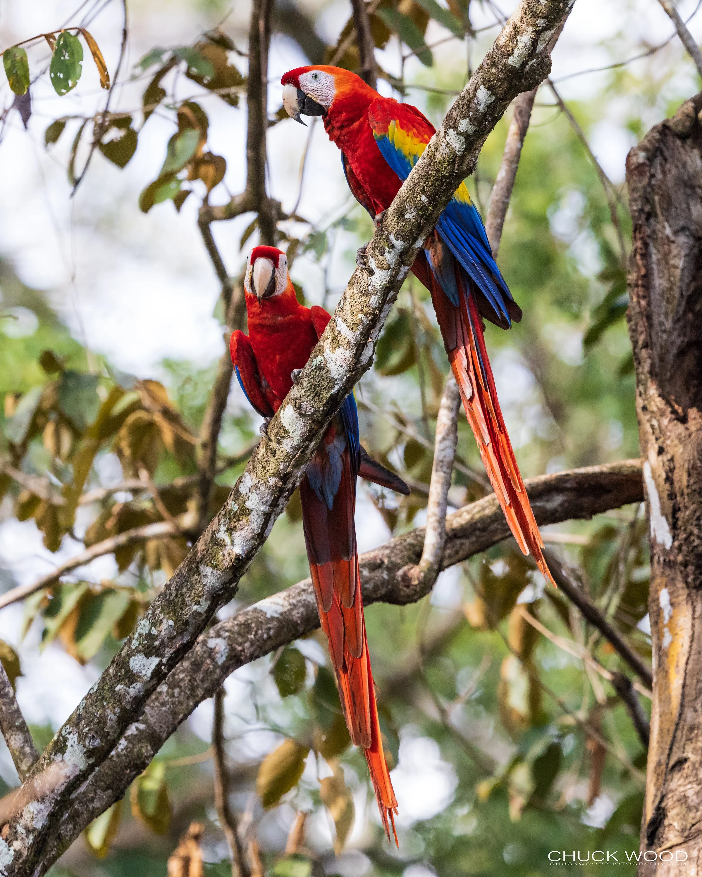  Osa Peninsula, Costa Rica 2022 
