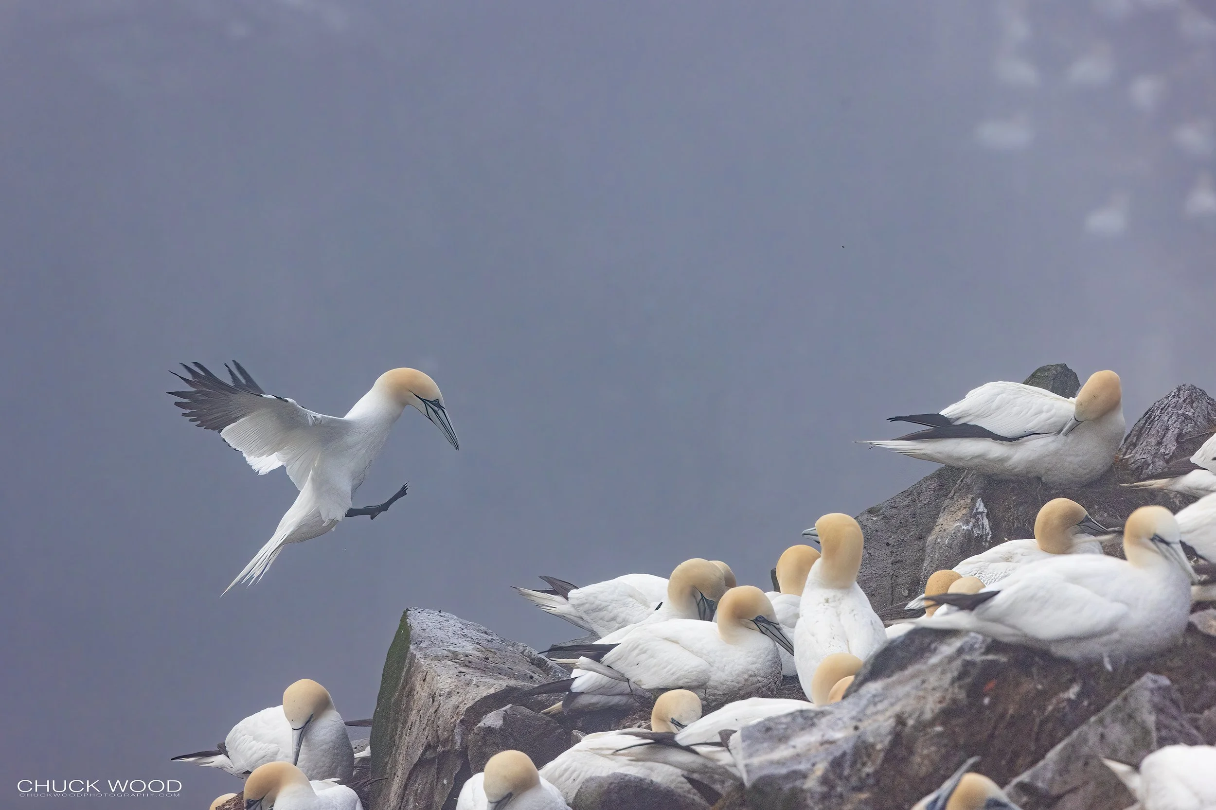 Cape St. Marys, NL 2022 