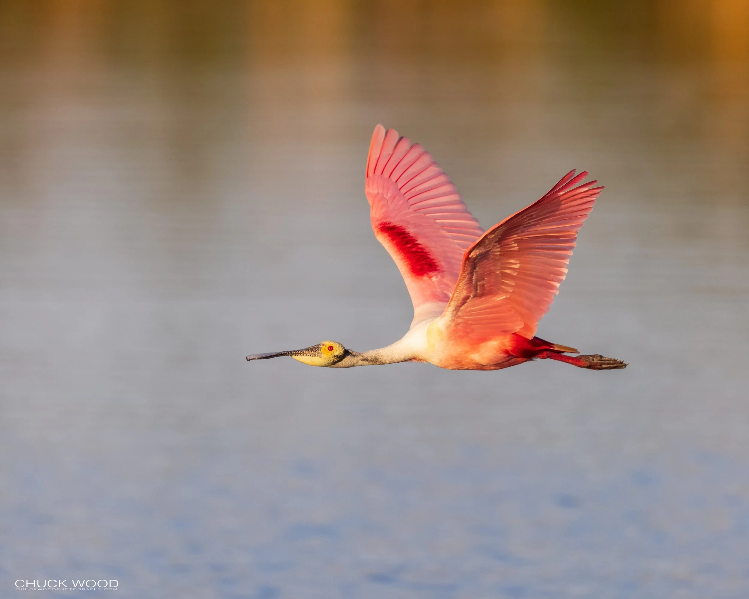  Stick Marsh, FL 2021 