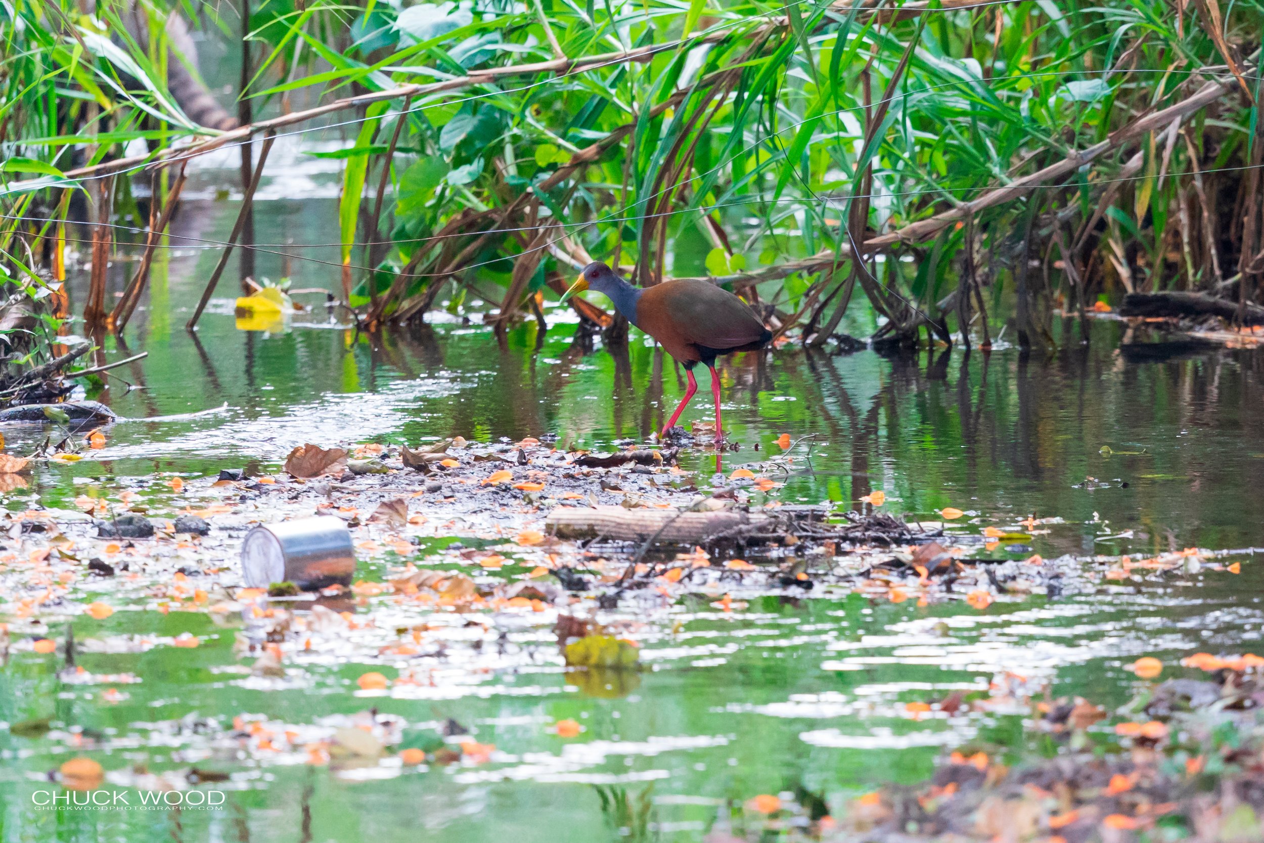  River Tuis Valley, Costa Rica 2020 