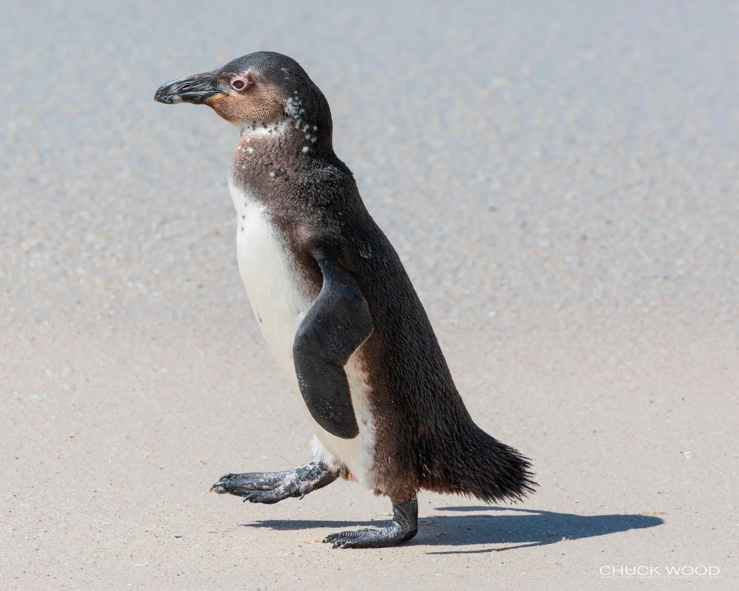  Boulders Beach, Cape Town 2019 