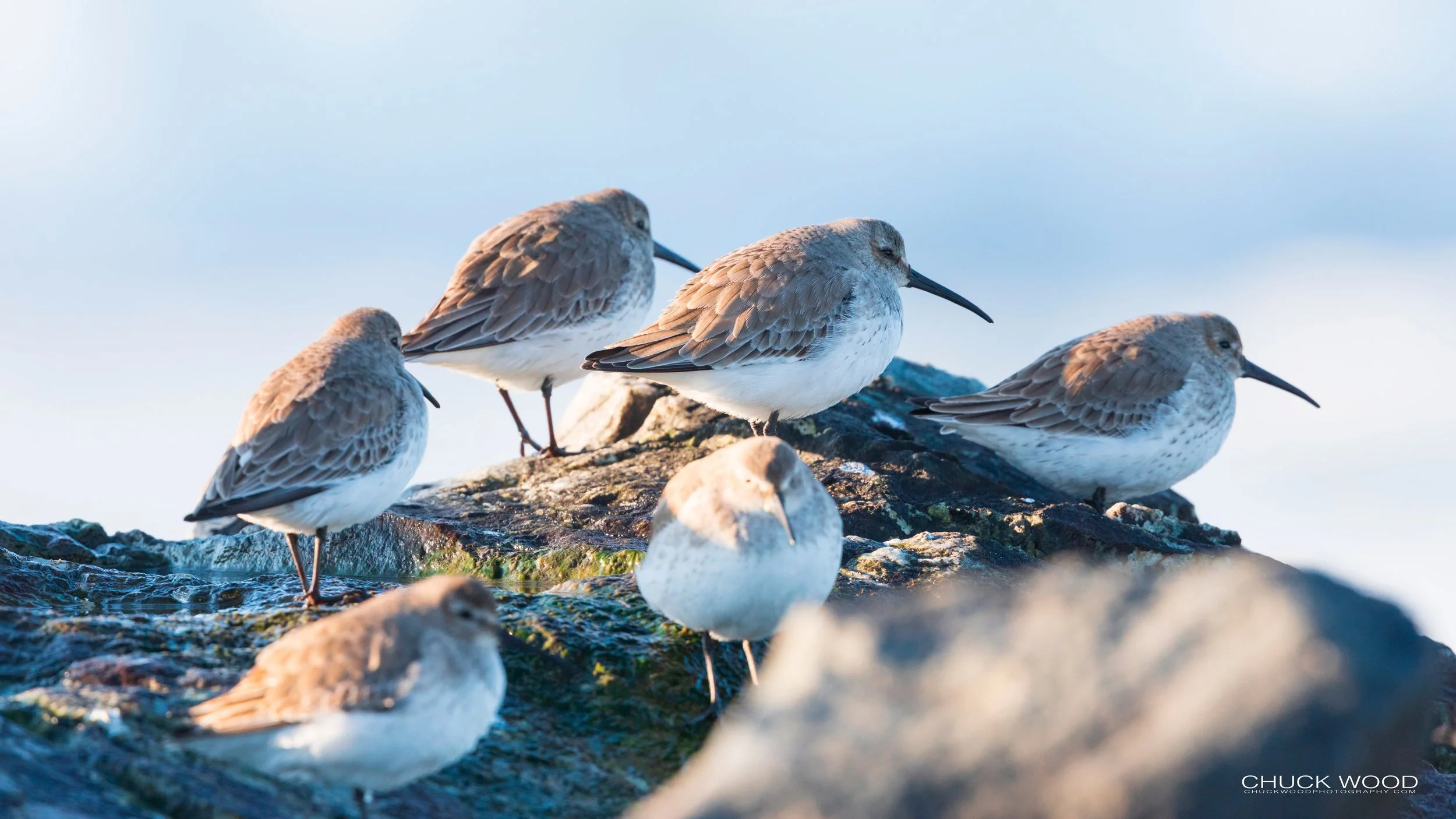  Long Beach Long Island, NY 2020 