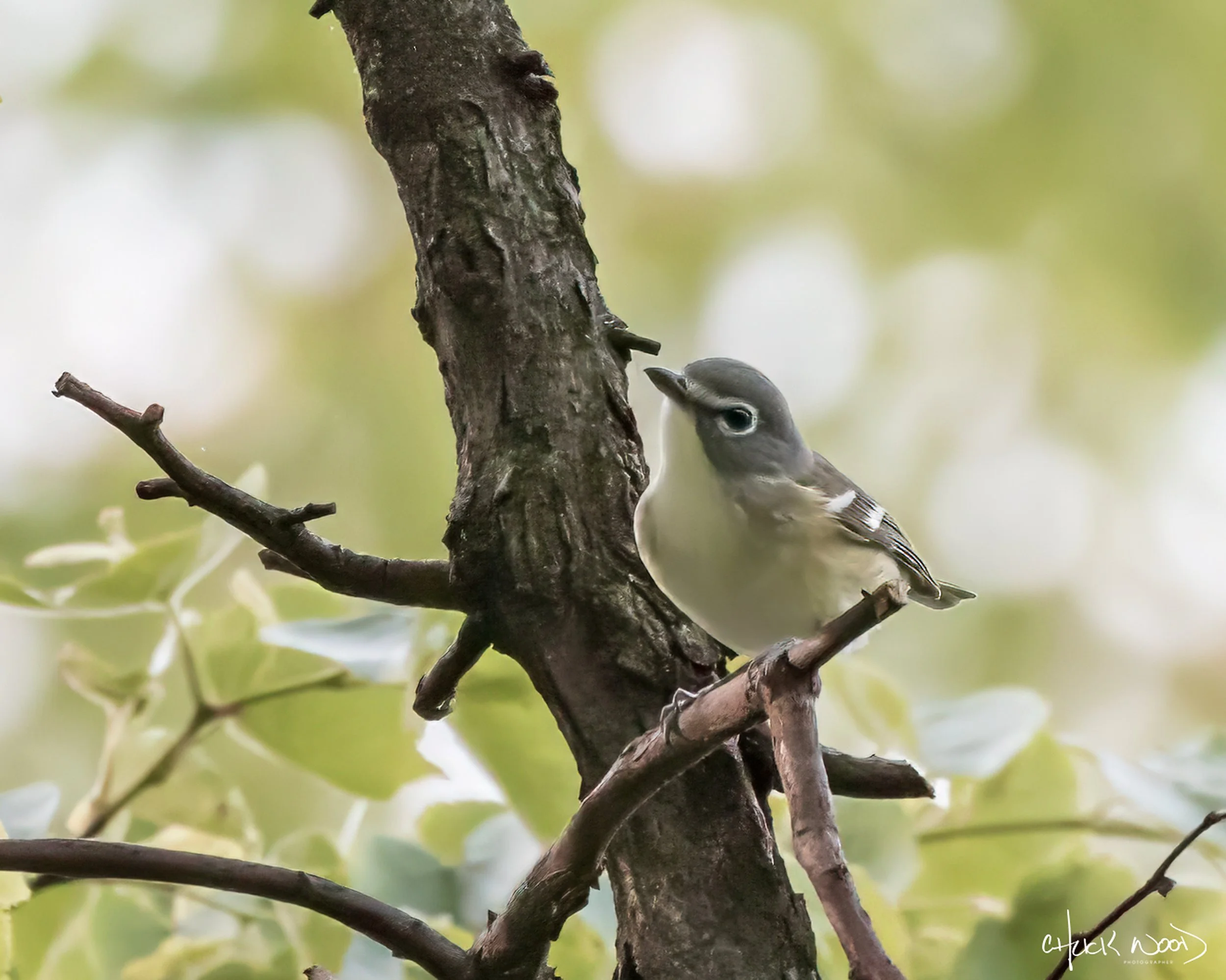  Central Park, NYC 2019 