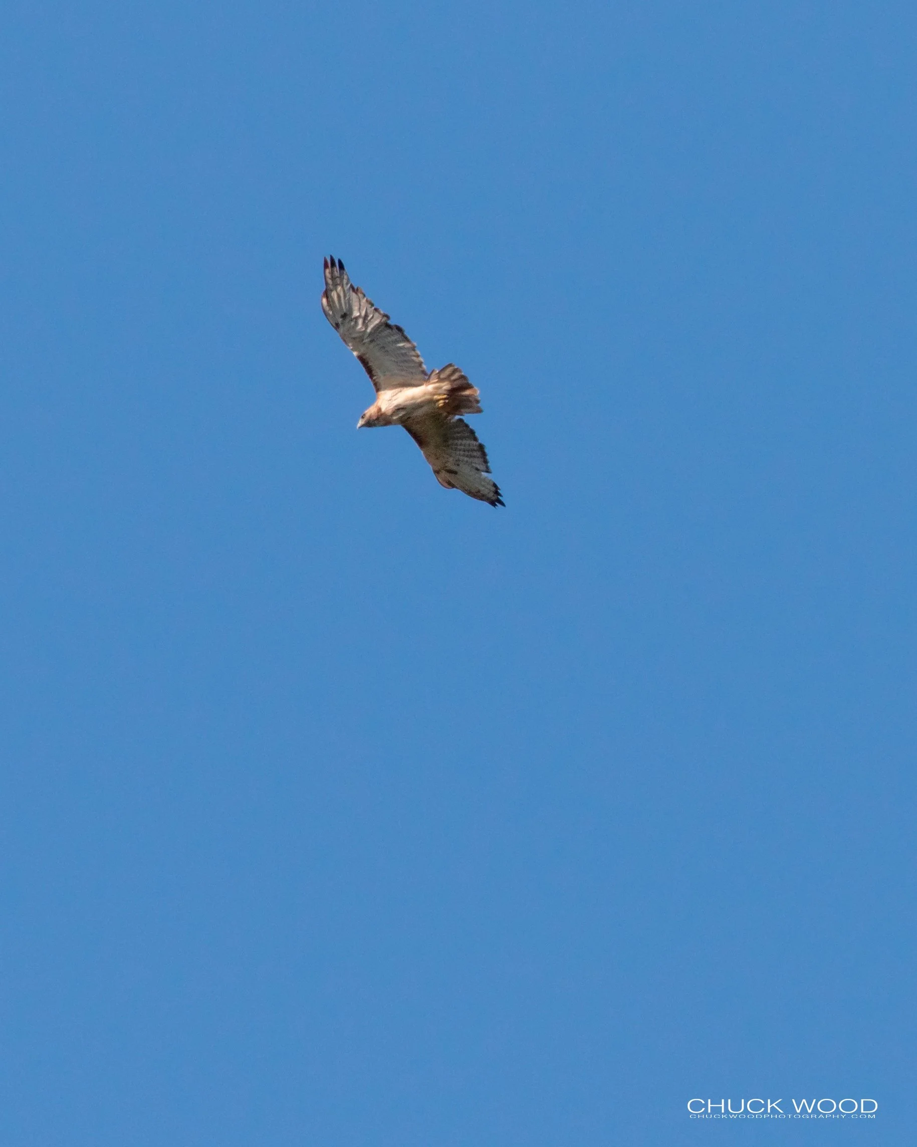  Central Park NYC, 2019 