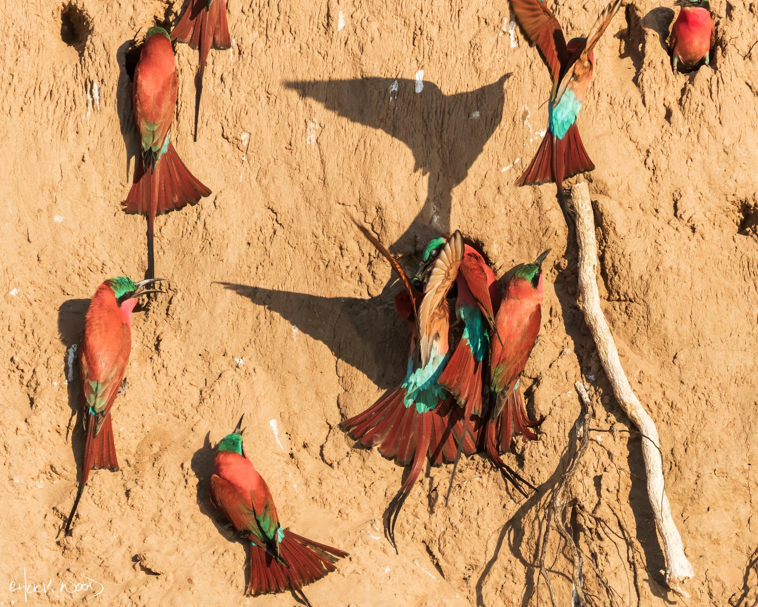  Mana Pools, Zimbabwe 2019 