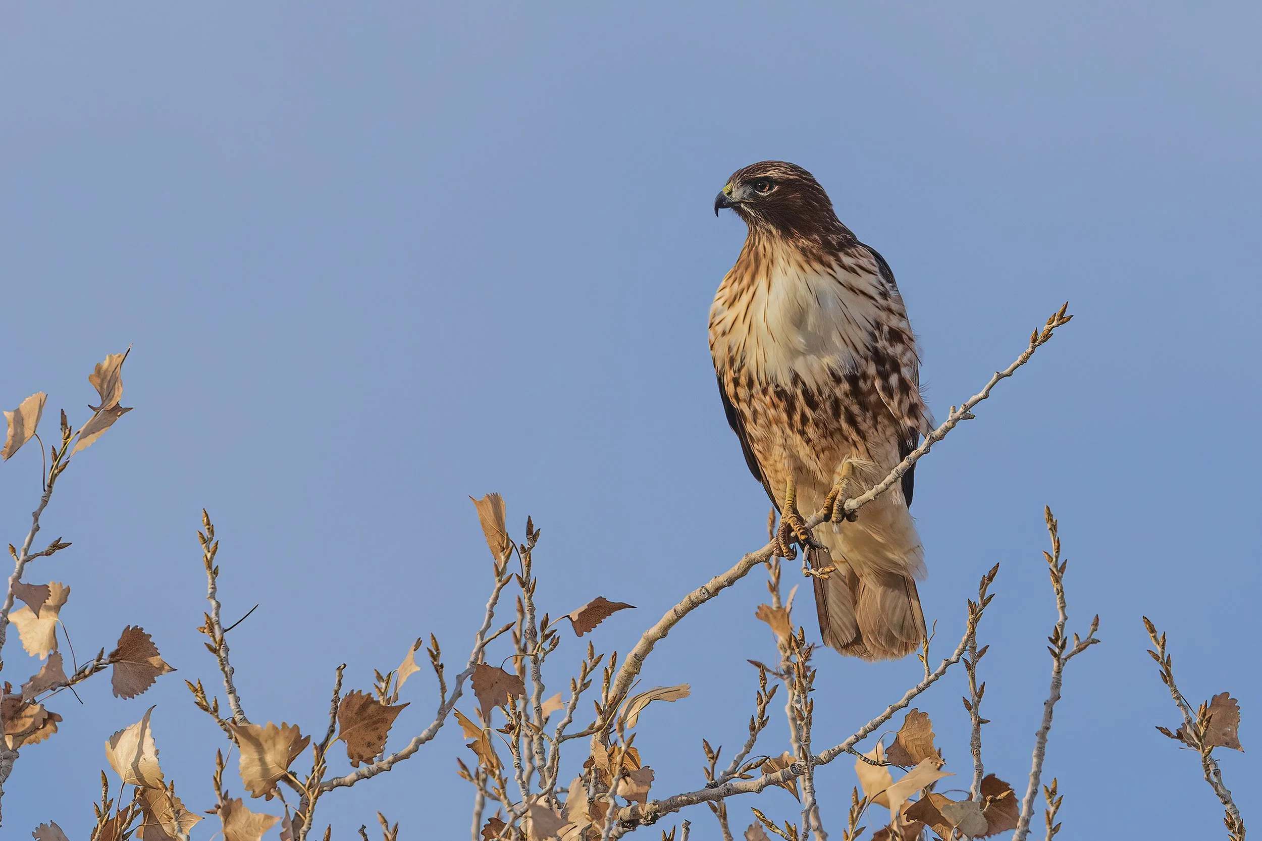 Bosque del Apache, NM 2023 