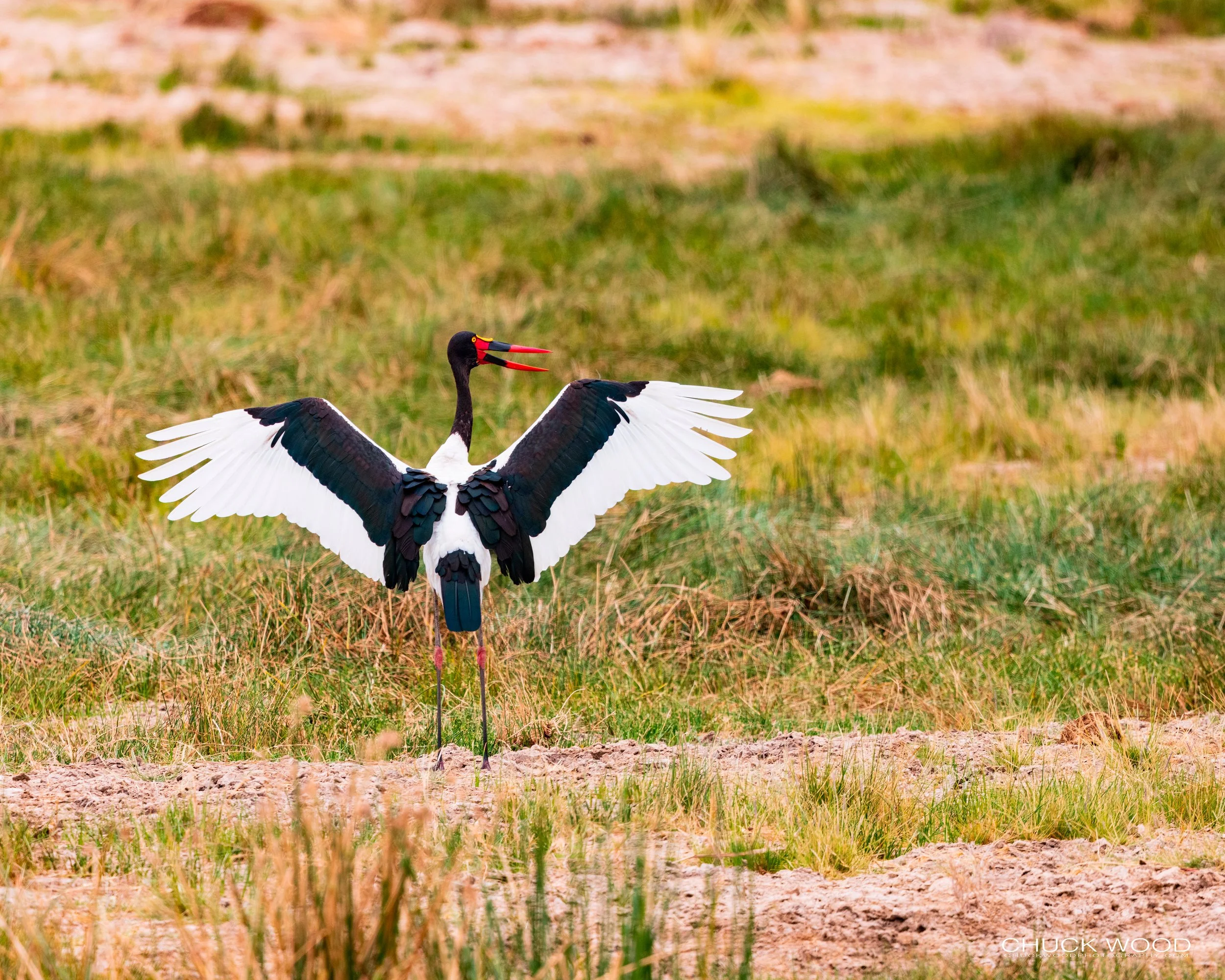  Tarangire, Tanzania 2021 