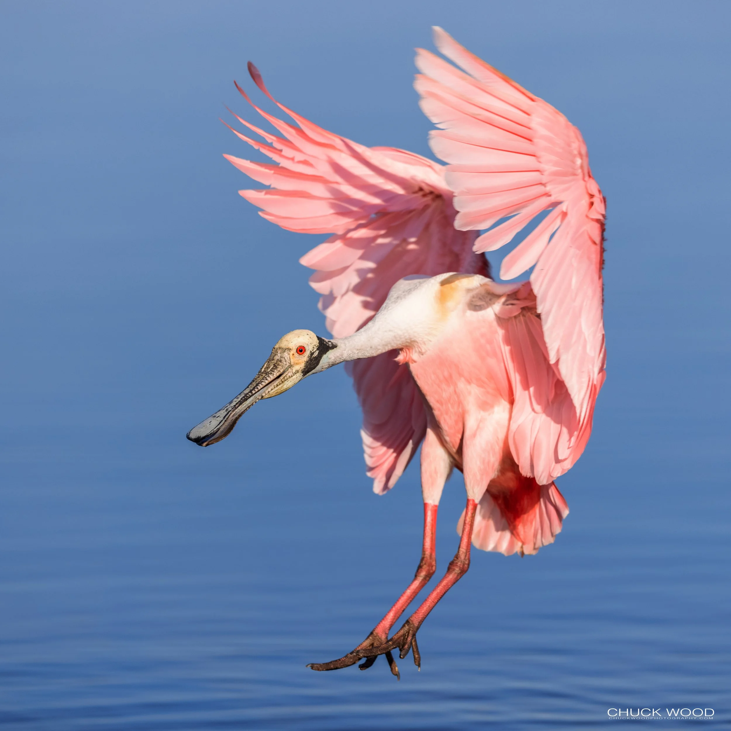  Stick Marsh, FL 2021 
