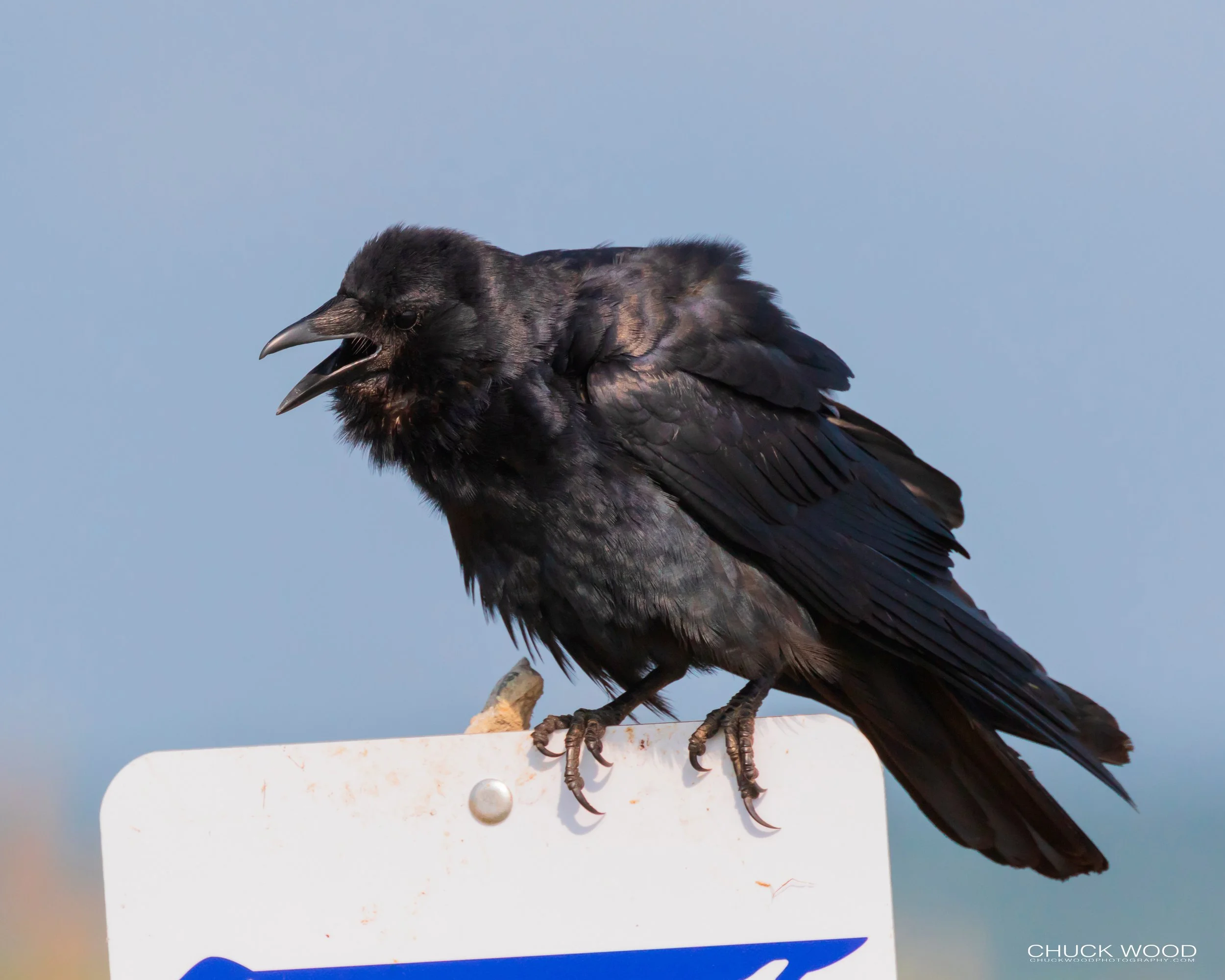 Forsythe NWR, NJ 2019 