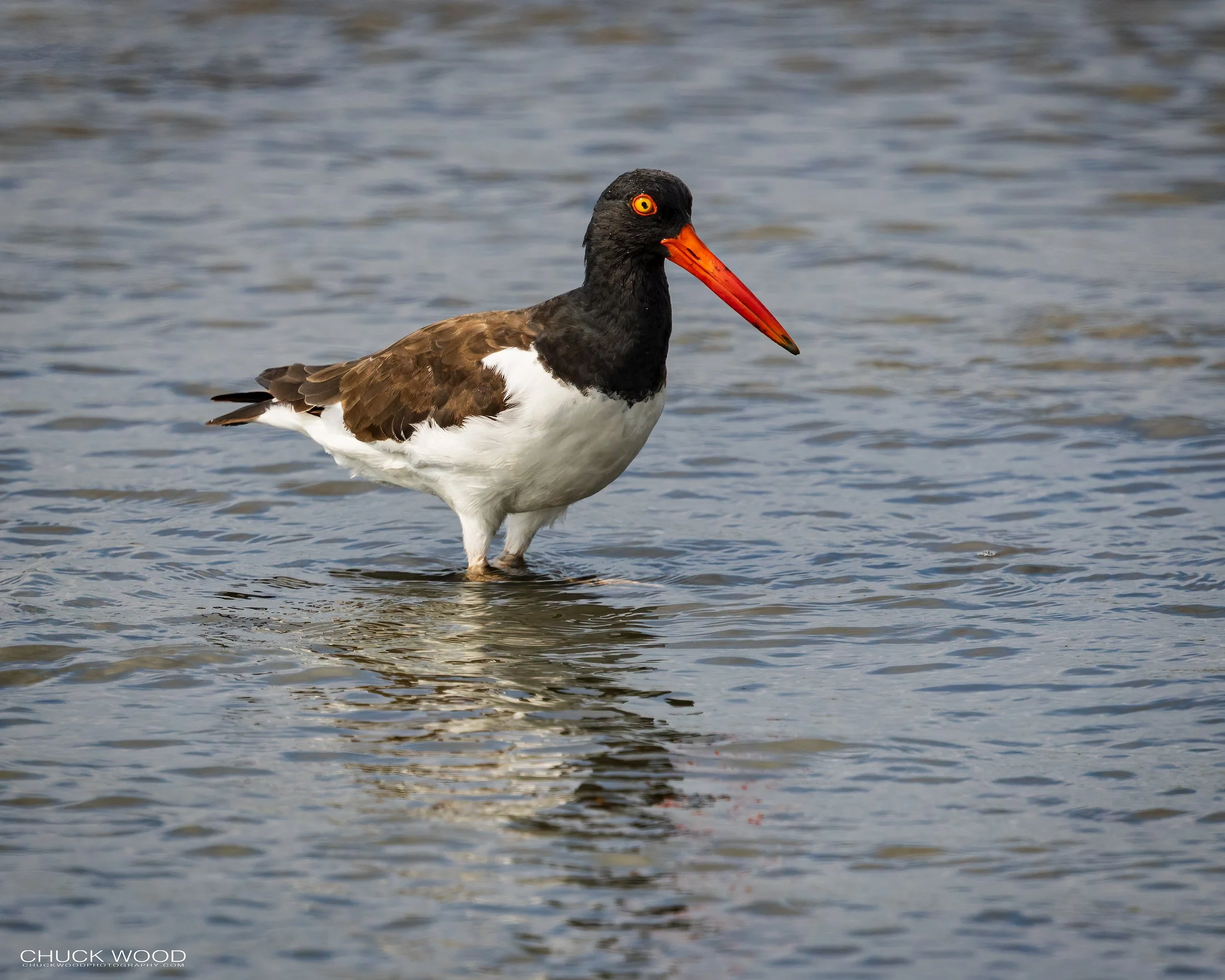  Forsythe NWR, NJ 2022 