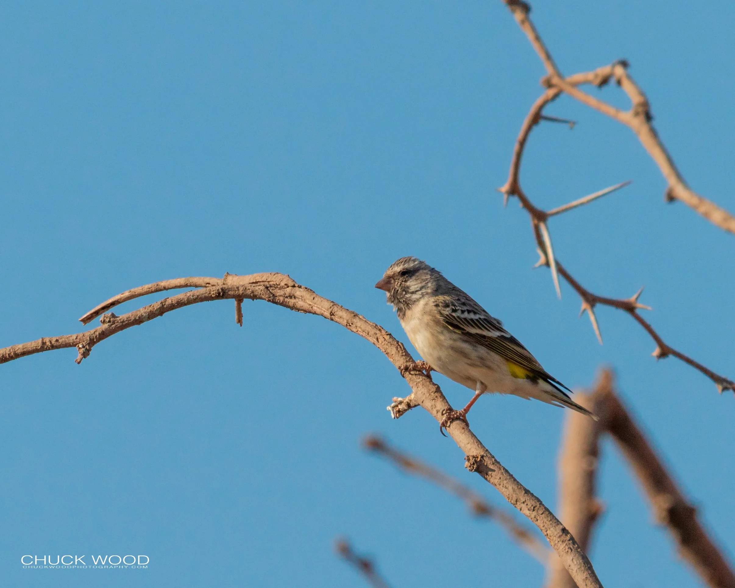   Hwange, Zimbabwe 2019 