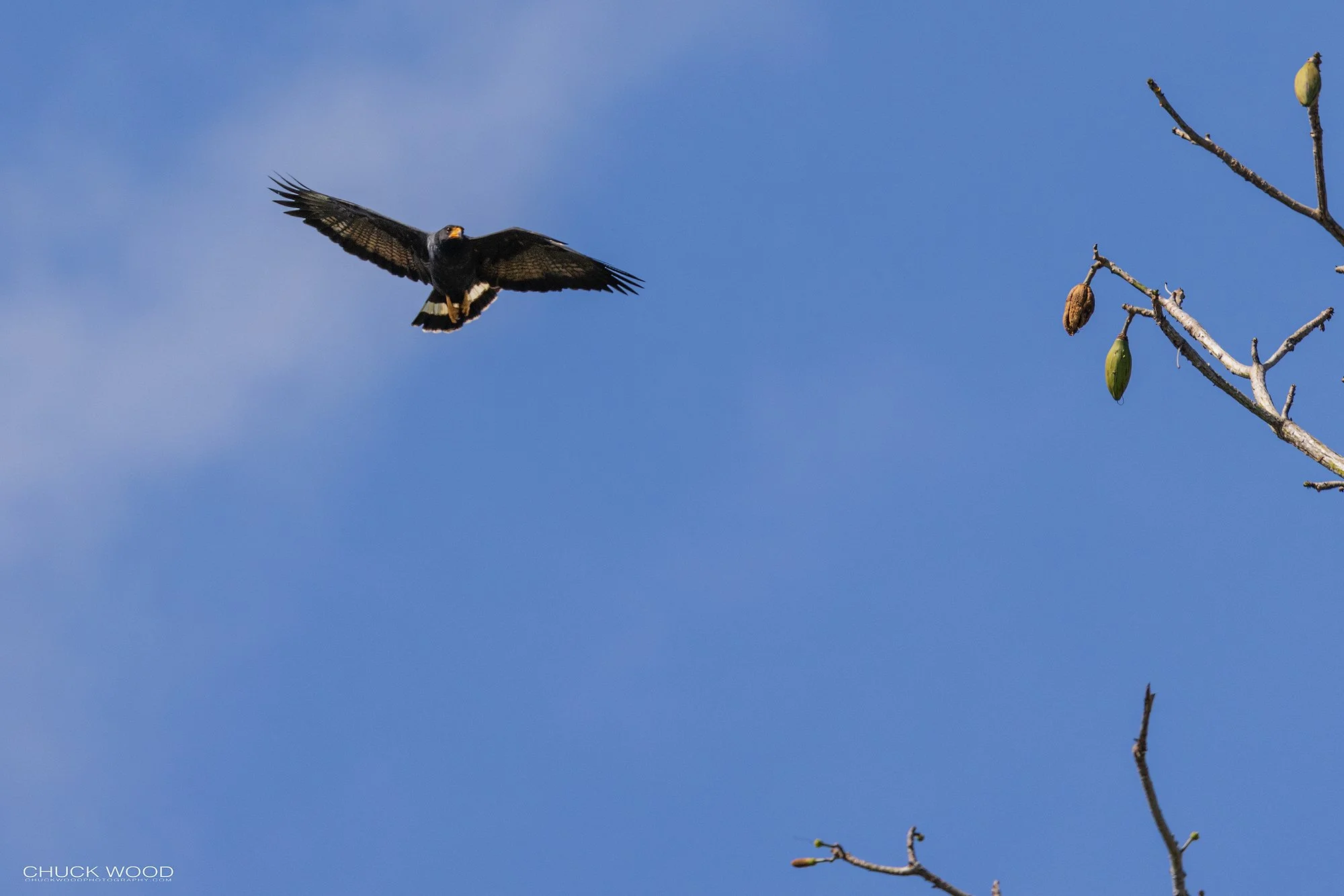  Osa Peninsula, Costa Rica 2022 