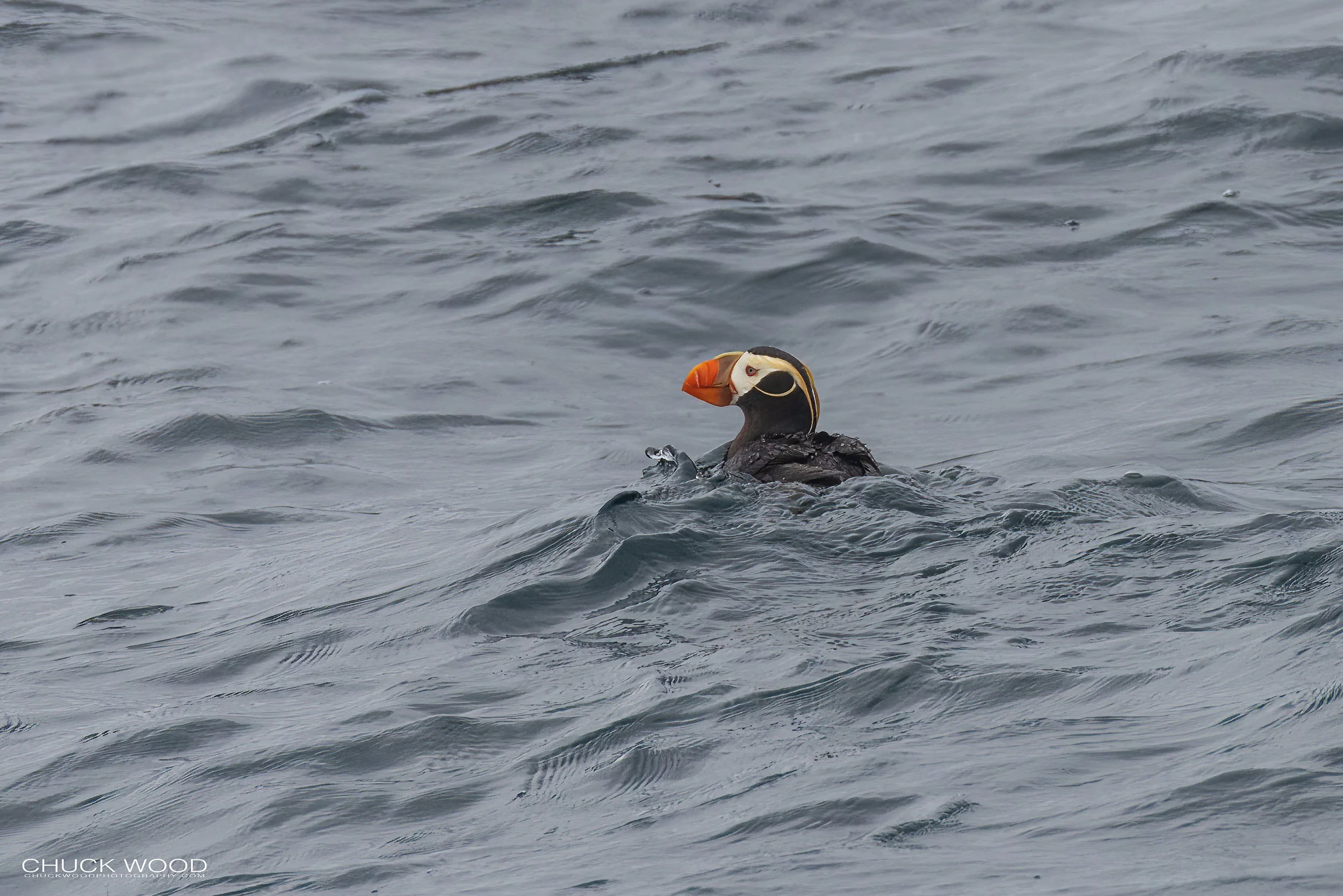   Resurection Bay, AK 2022 