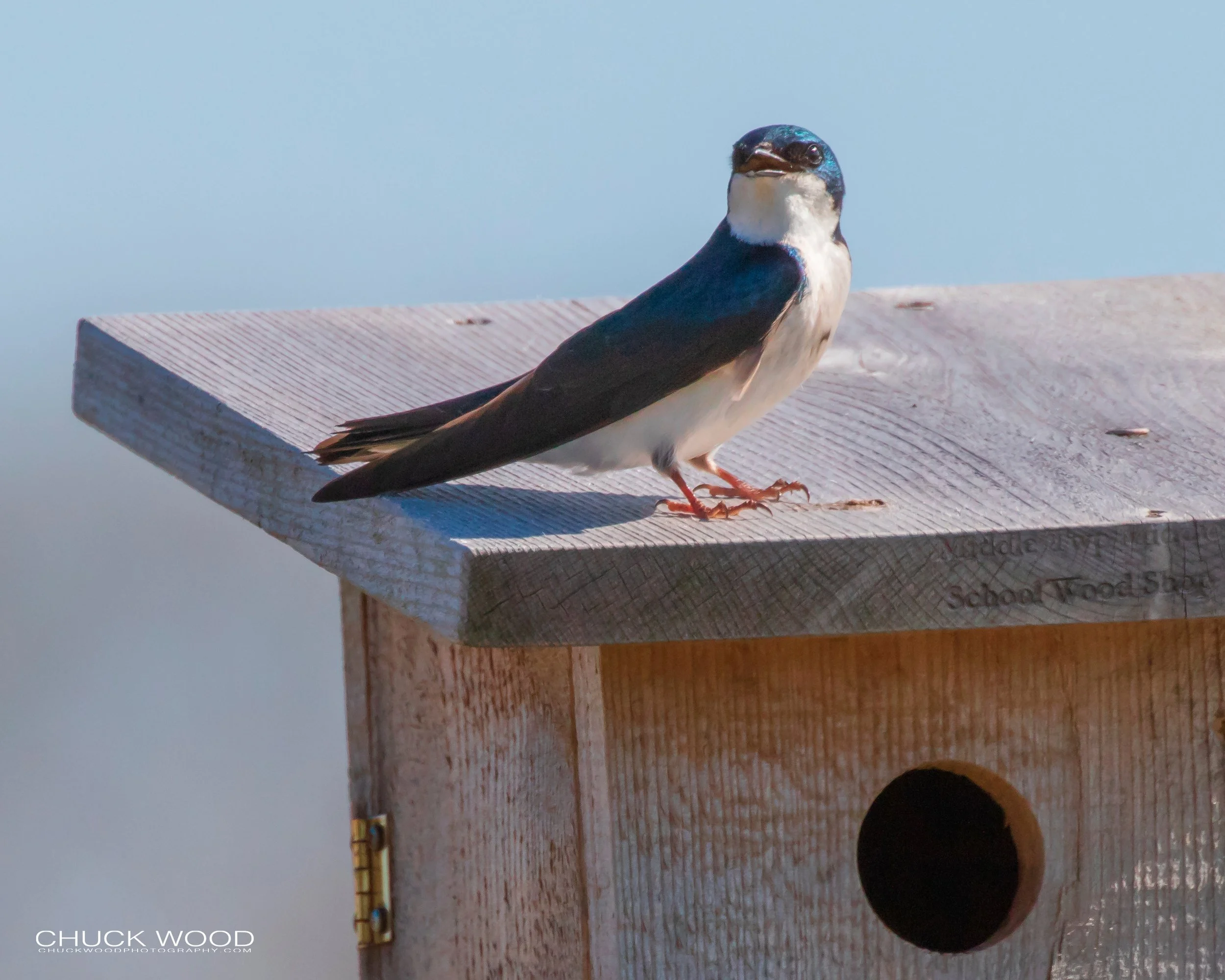  Forsythe NWR, NJ 2019 