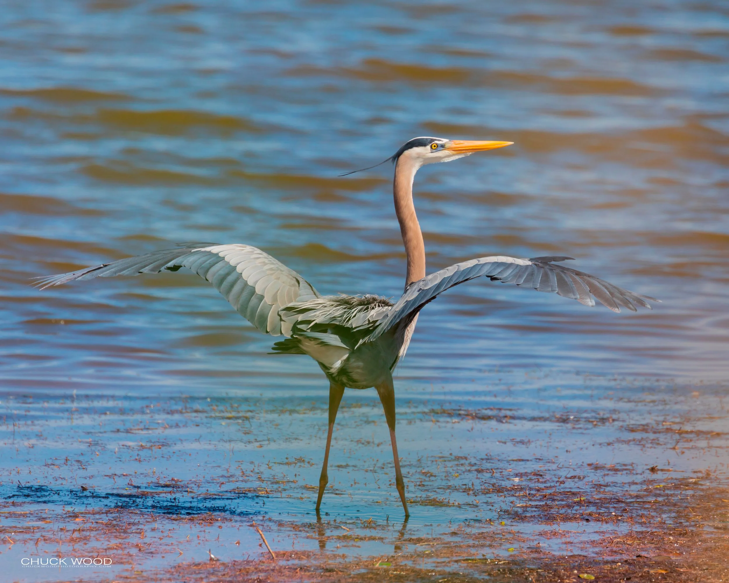  Merritt Island, FL 2019 