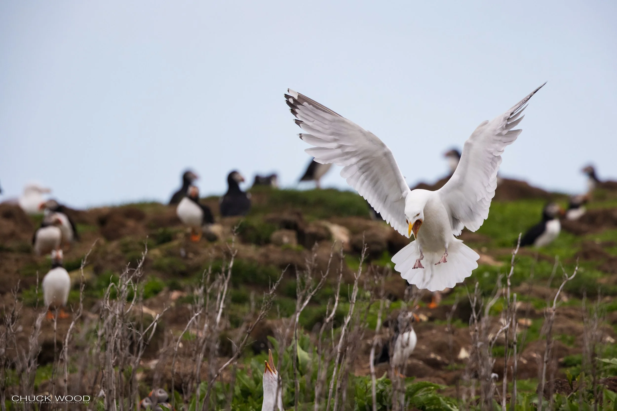  Puffin Island Elliston, NL 2022 