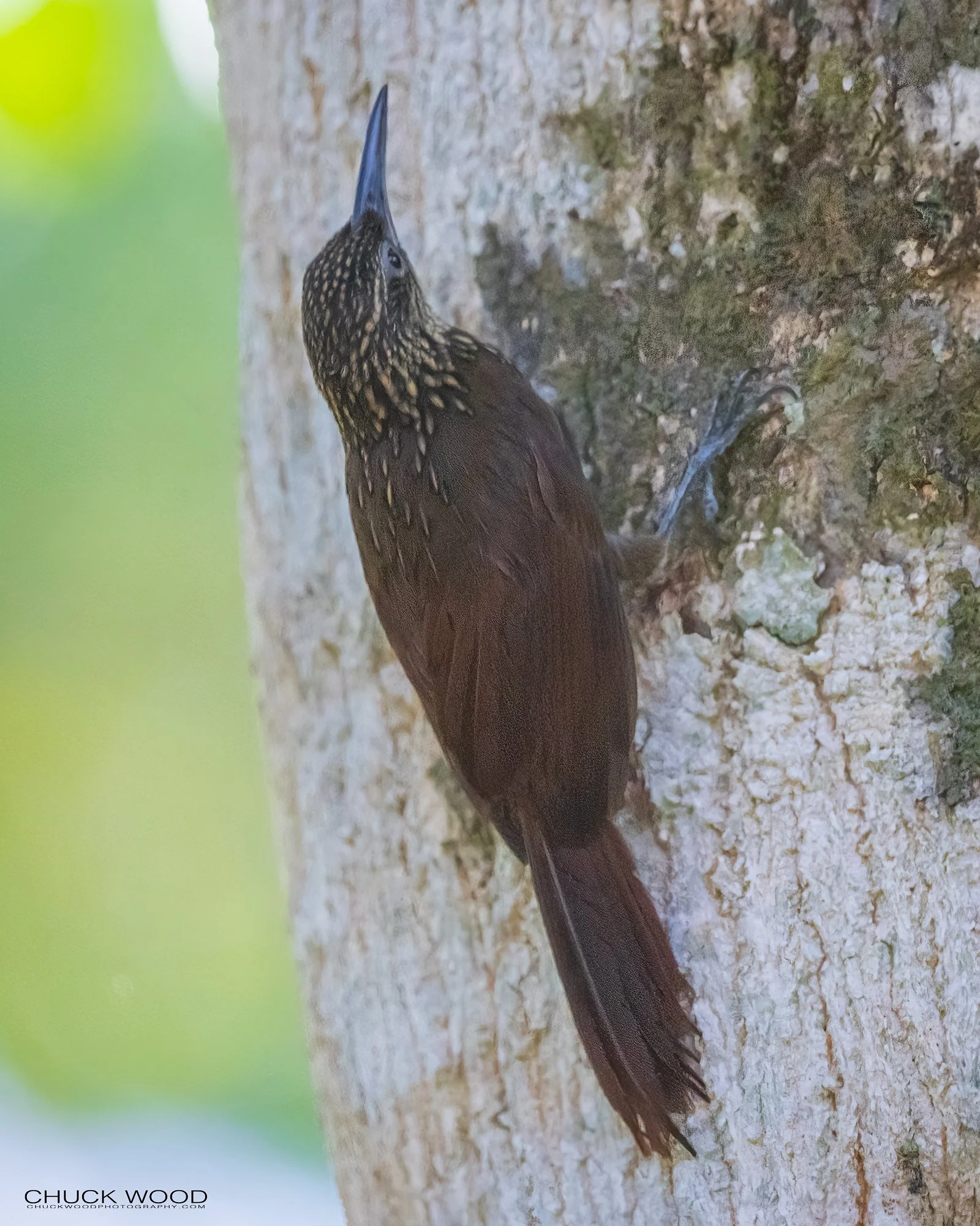  Osa Peninsula, Costa Rica 2022 