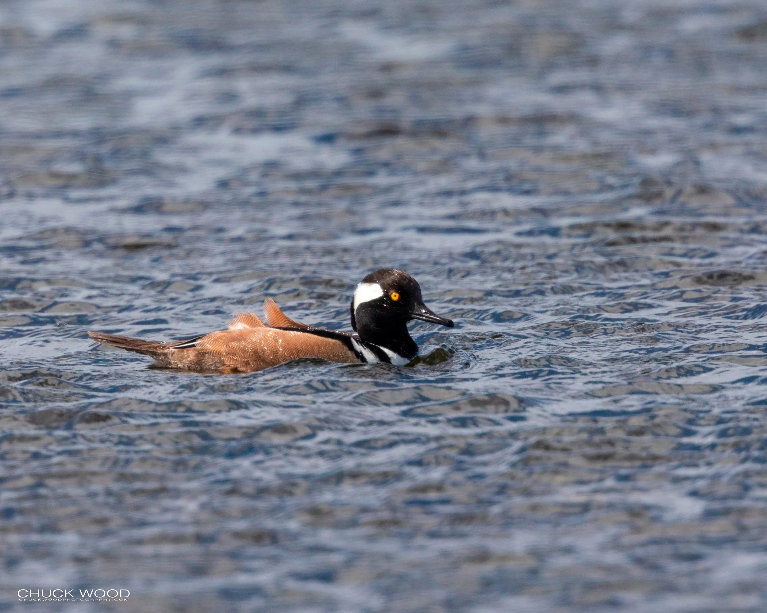  Merritt Island, FL 2020 