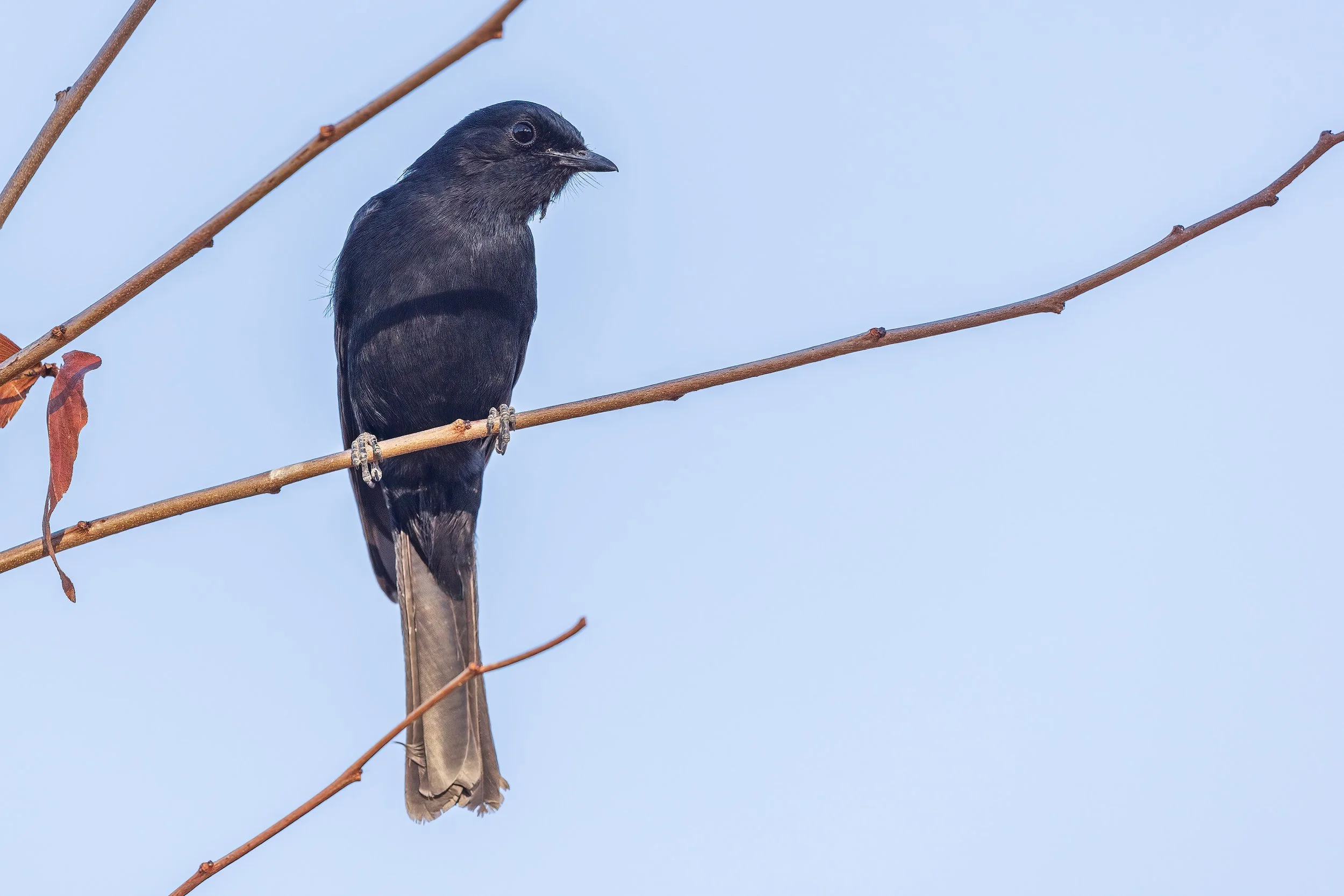  Moremi, Botswana 2023 