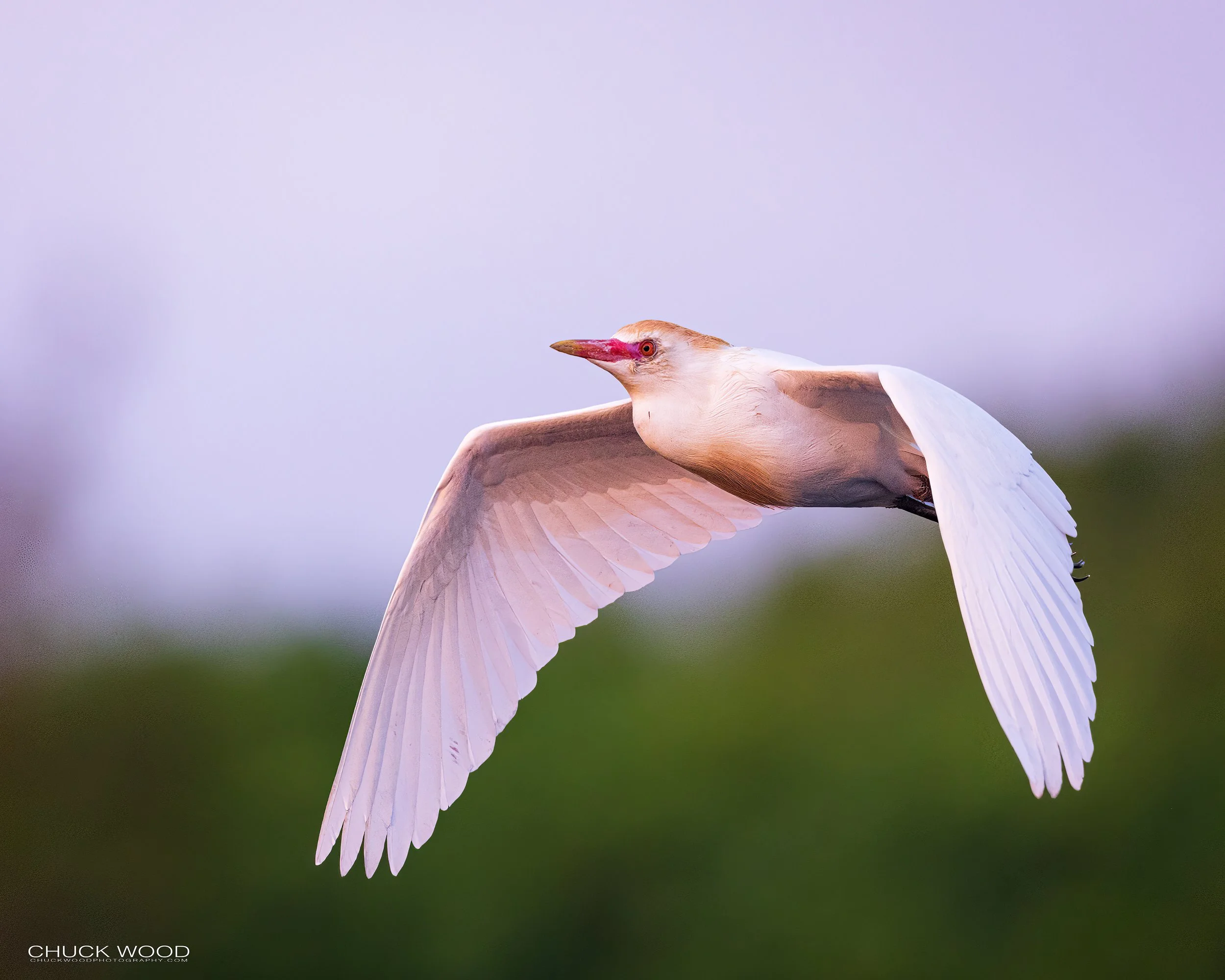  Wakodahatchee, FL 2021 