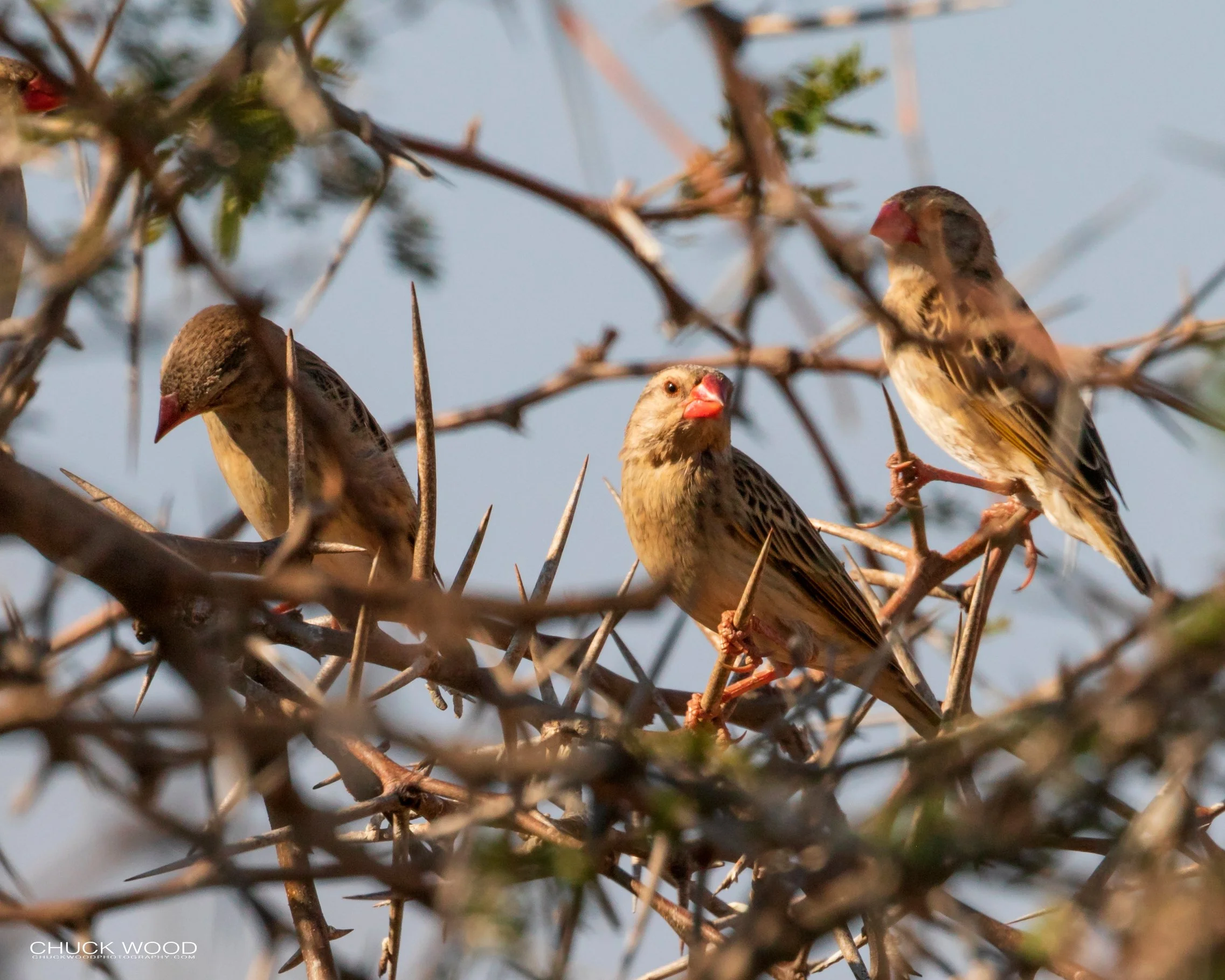 Hwange, Zimbabwe 2019